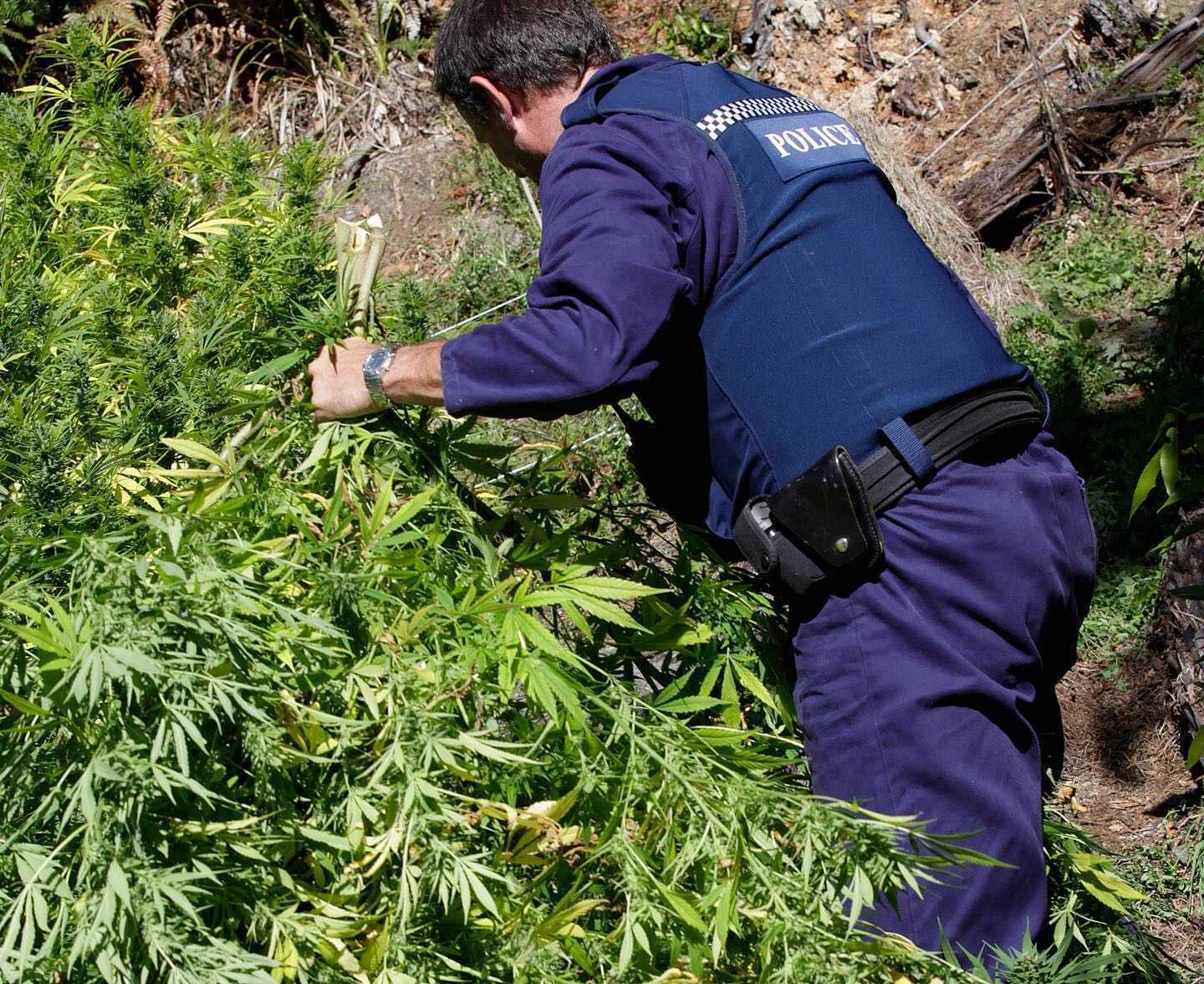 The referendum to legalise recreational cannabis was narrowly lost. Photo / Bevan Conley