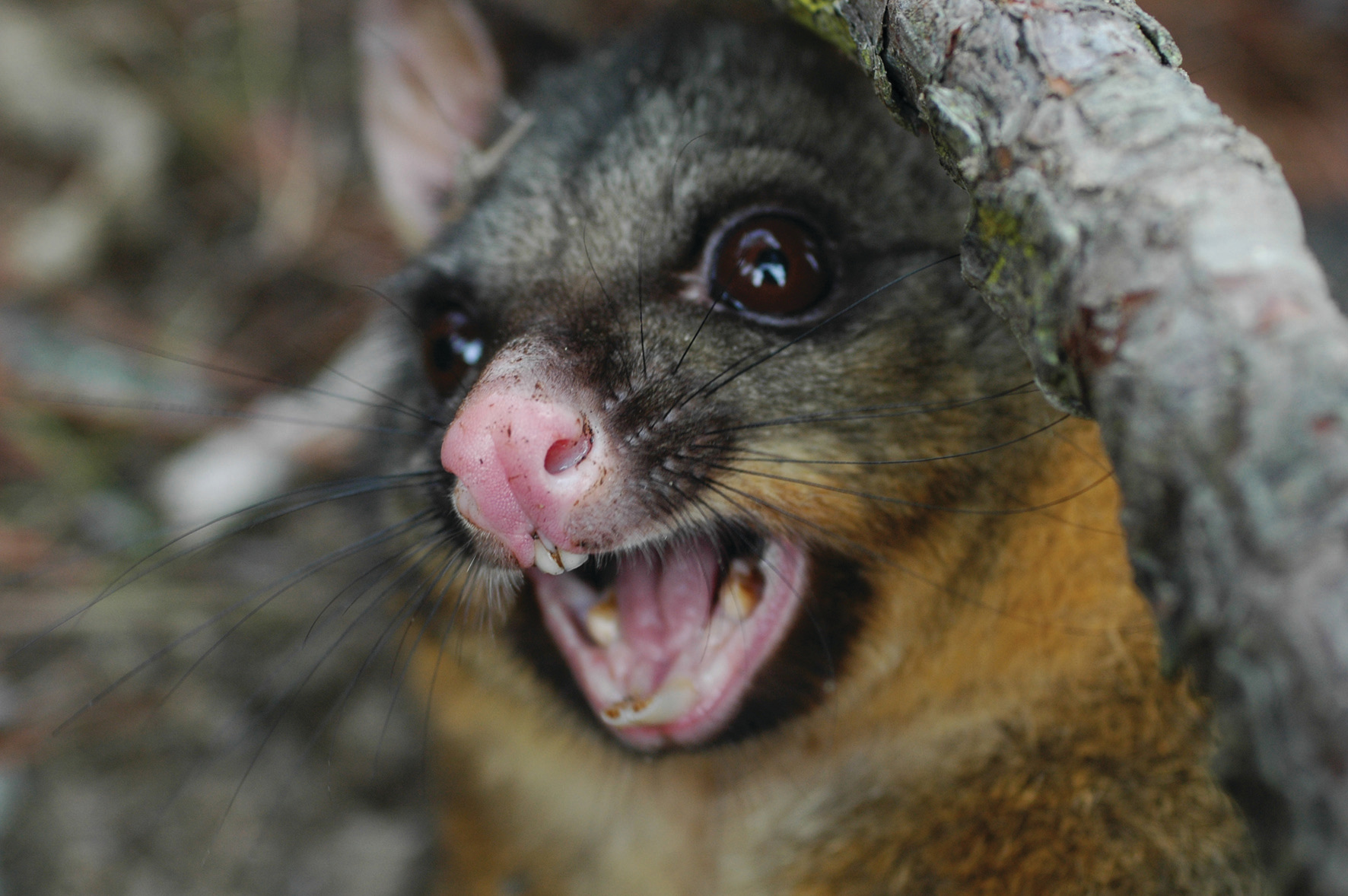 NZ scientists exploring gene-editing tech for possum eradication