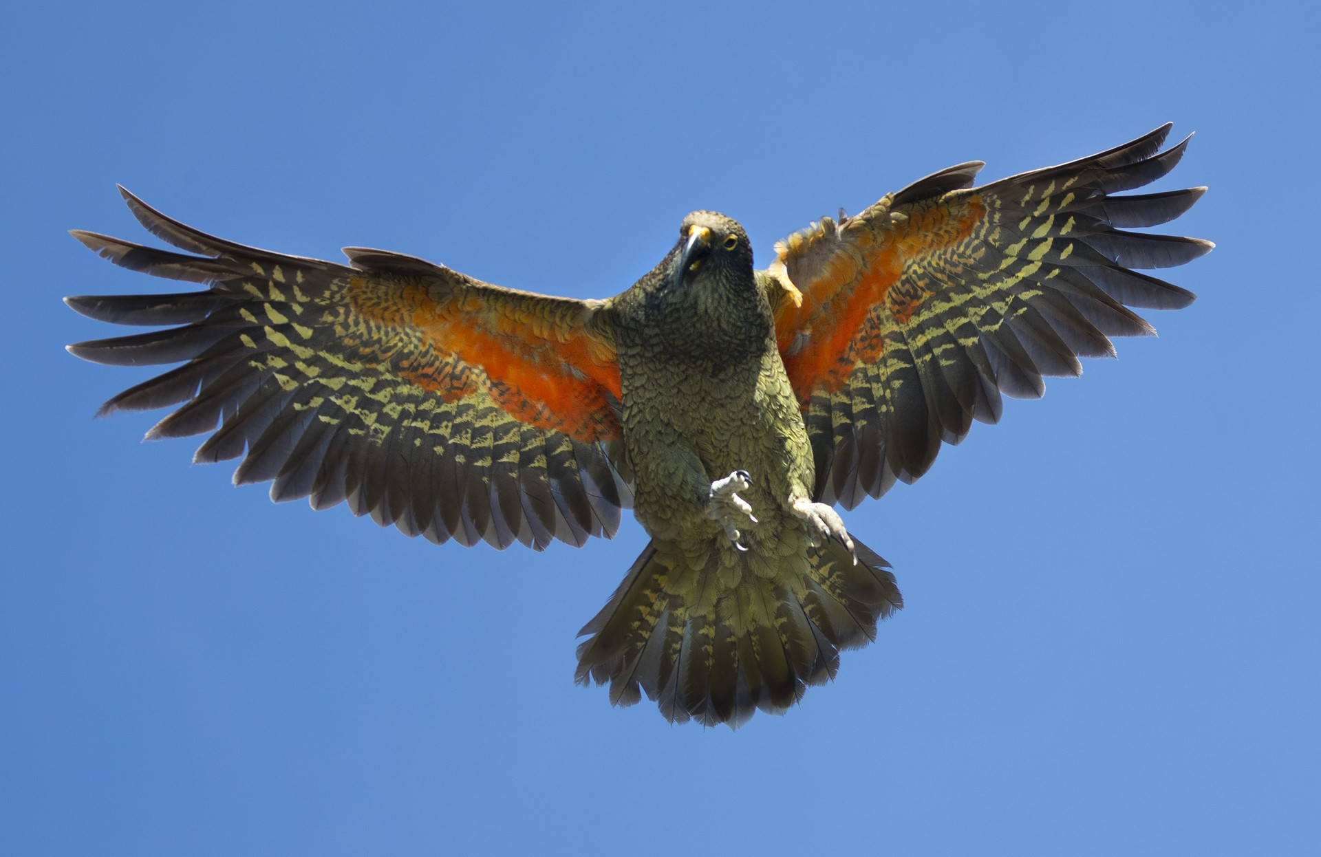 Our curious kea is among around 900 threatened species that are found only in New Zealand. Photo / NZ Herald