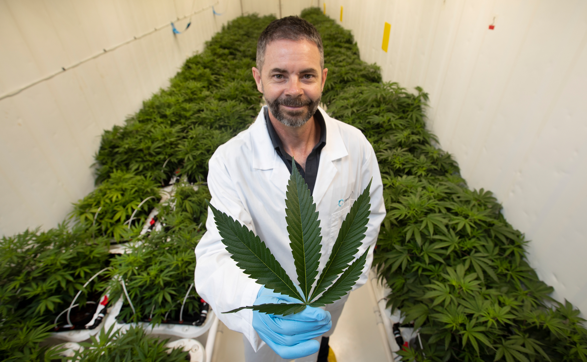 Cannasouth ex-chief executive Mark Lucas says the company failed over a funding gap. Photo / Alan Gibson