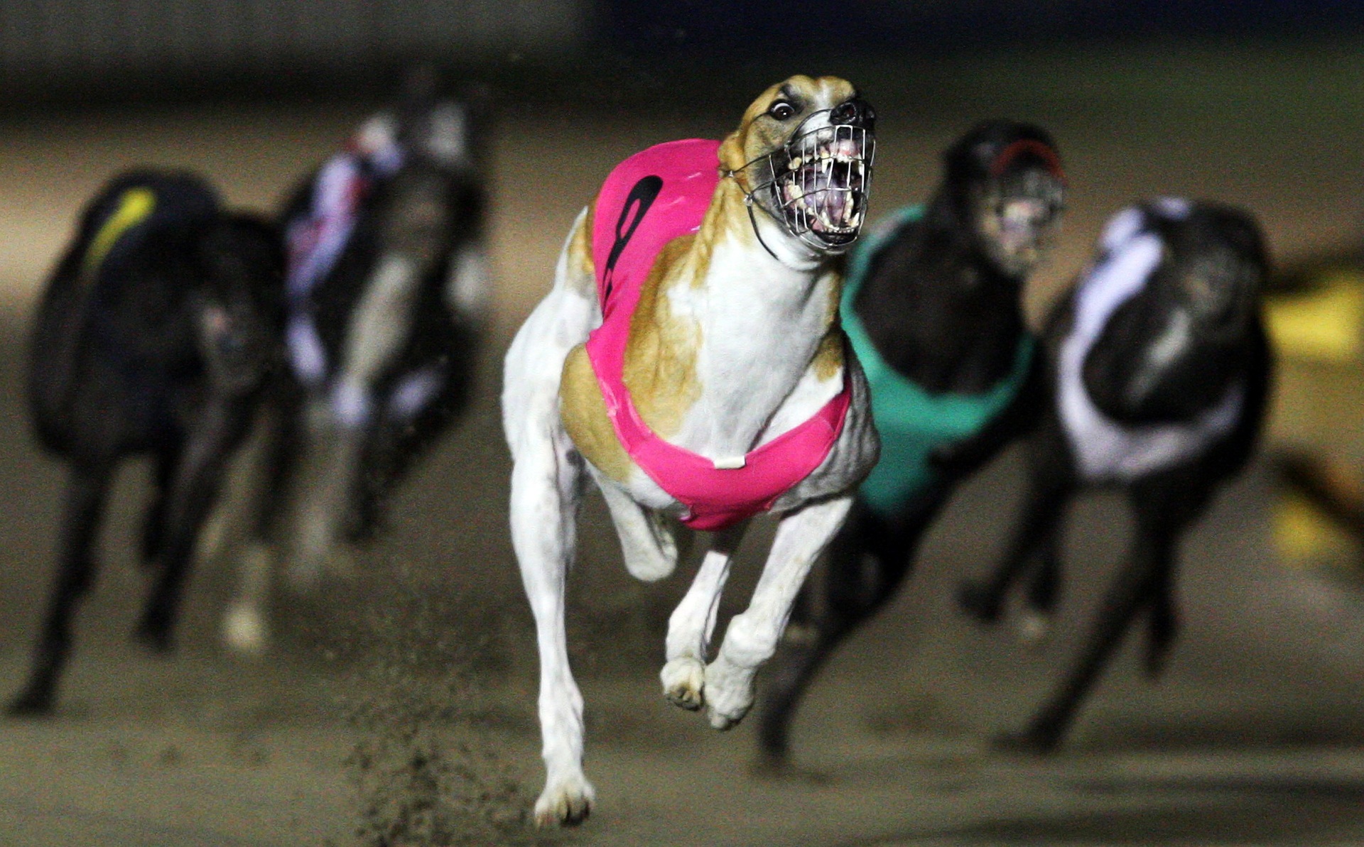 The SPCA says ongoing positive tests for methamphetamine in greyhounds show the racing industry is not protecting animals in its care. Photo / Andrew Cornaga / Photosport