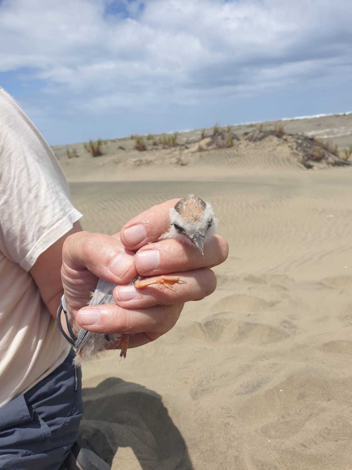 Once widespread around the North Island and on the eastern South Island, tara iti now nest at only four main sites, Papakānui Spit, Pākiri Beach and Waipū and Mangawhai sandspits. Photo / DoC