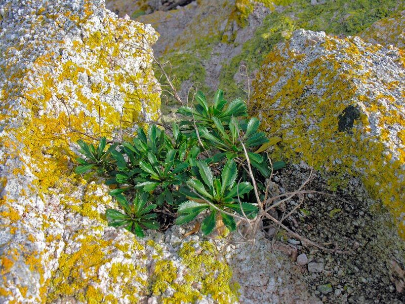 The coastal peppercress. CREDIT: Simon Walls, DOC