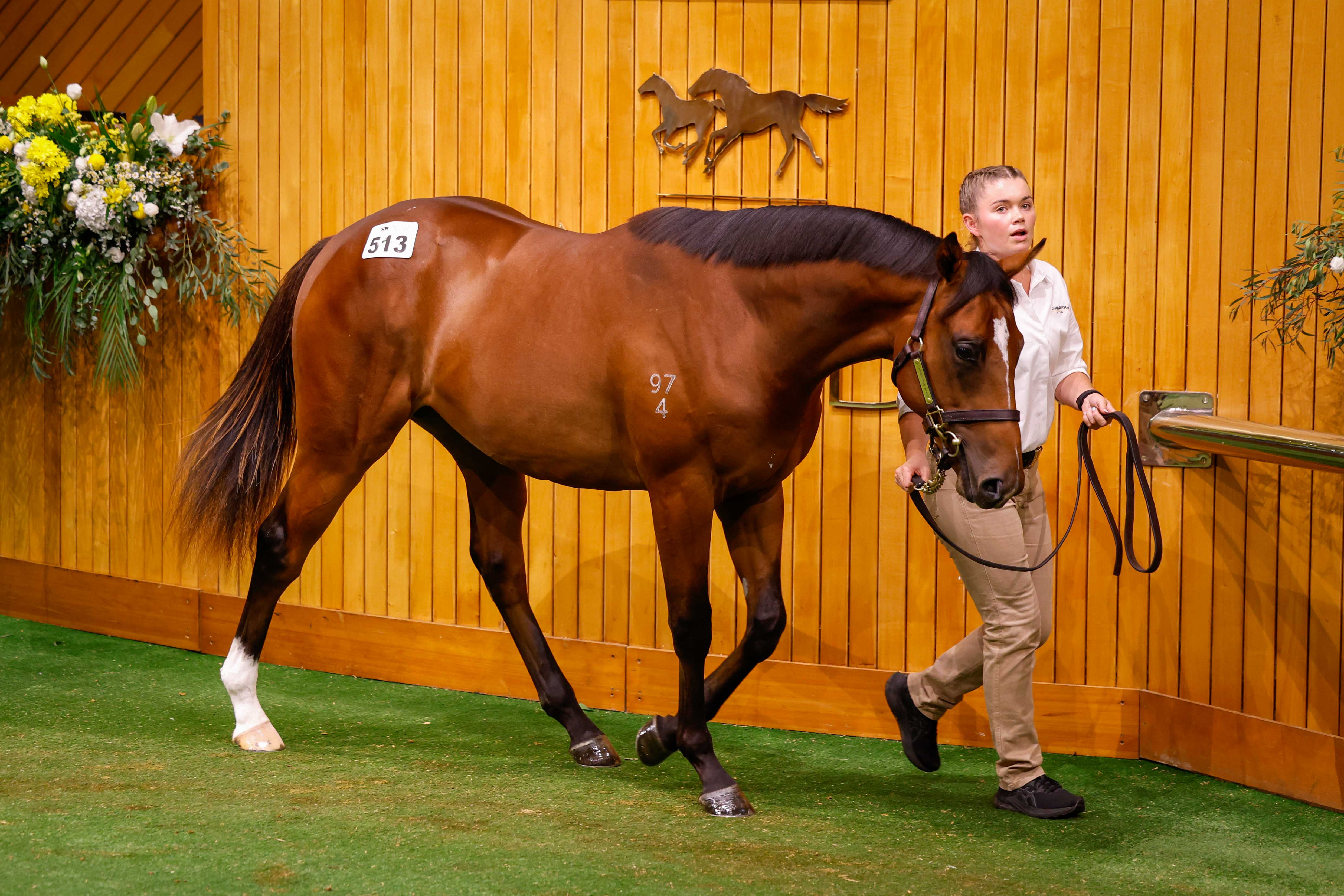 Cambridge Stud colt stuns with $1.1 million sales-topping price - NZ Herald
