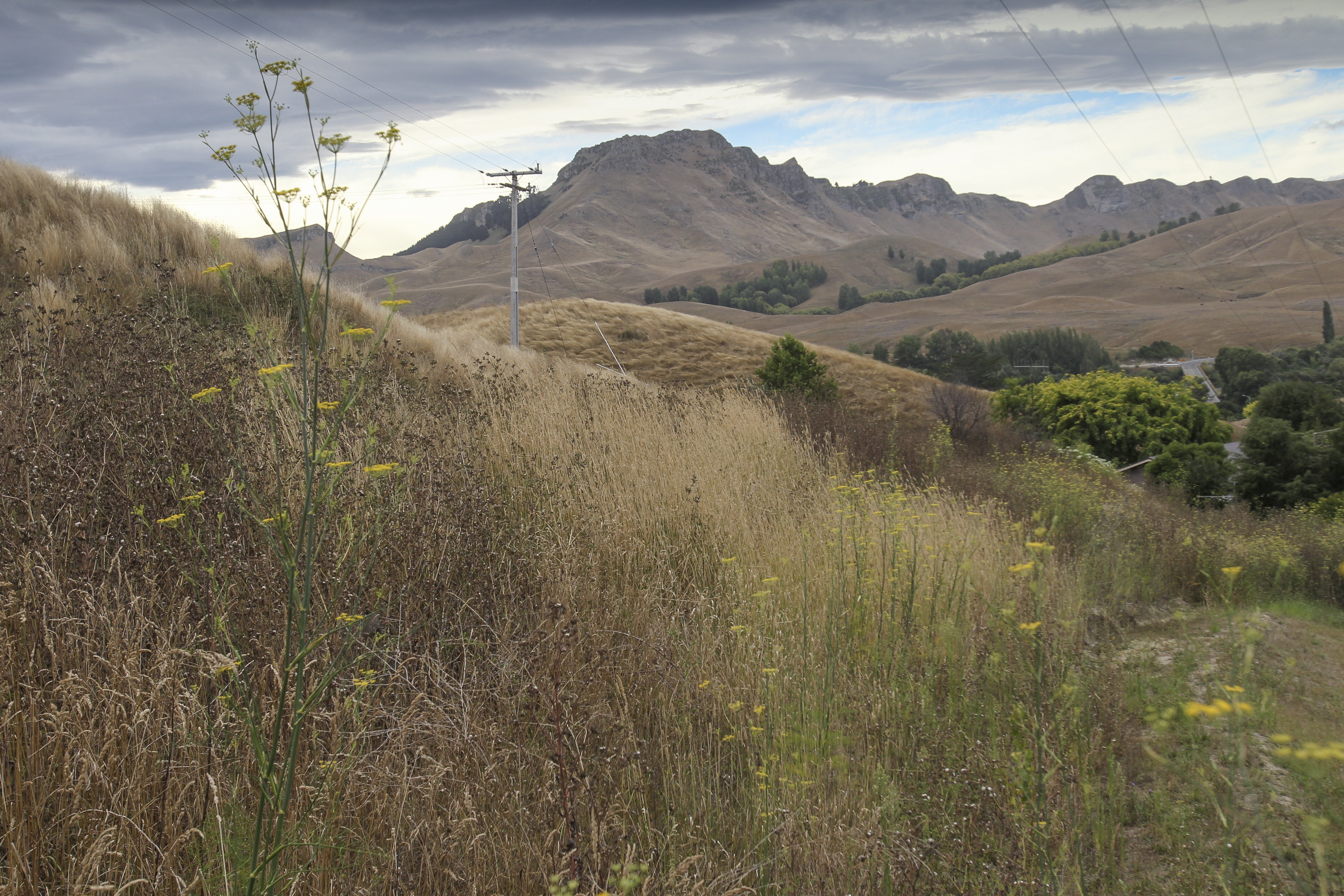 Long grass has now grown back at the site where the fire started a year ago behind properties on Waimarama Rd. Photo / Warren Buckland