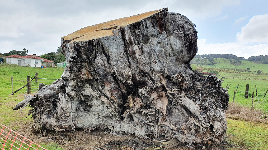 The trunk of an ancient kauri tree from Ngāwhā, Northland. Swamp kauri has revealed more about a mysterious event 42,000 years ago. Photo / Nelson Parker