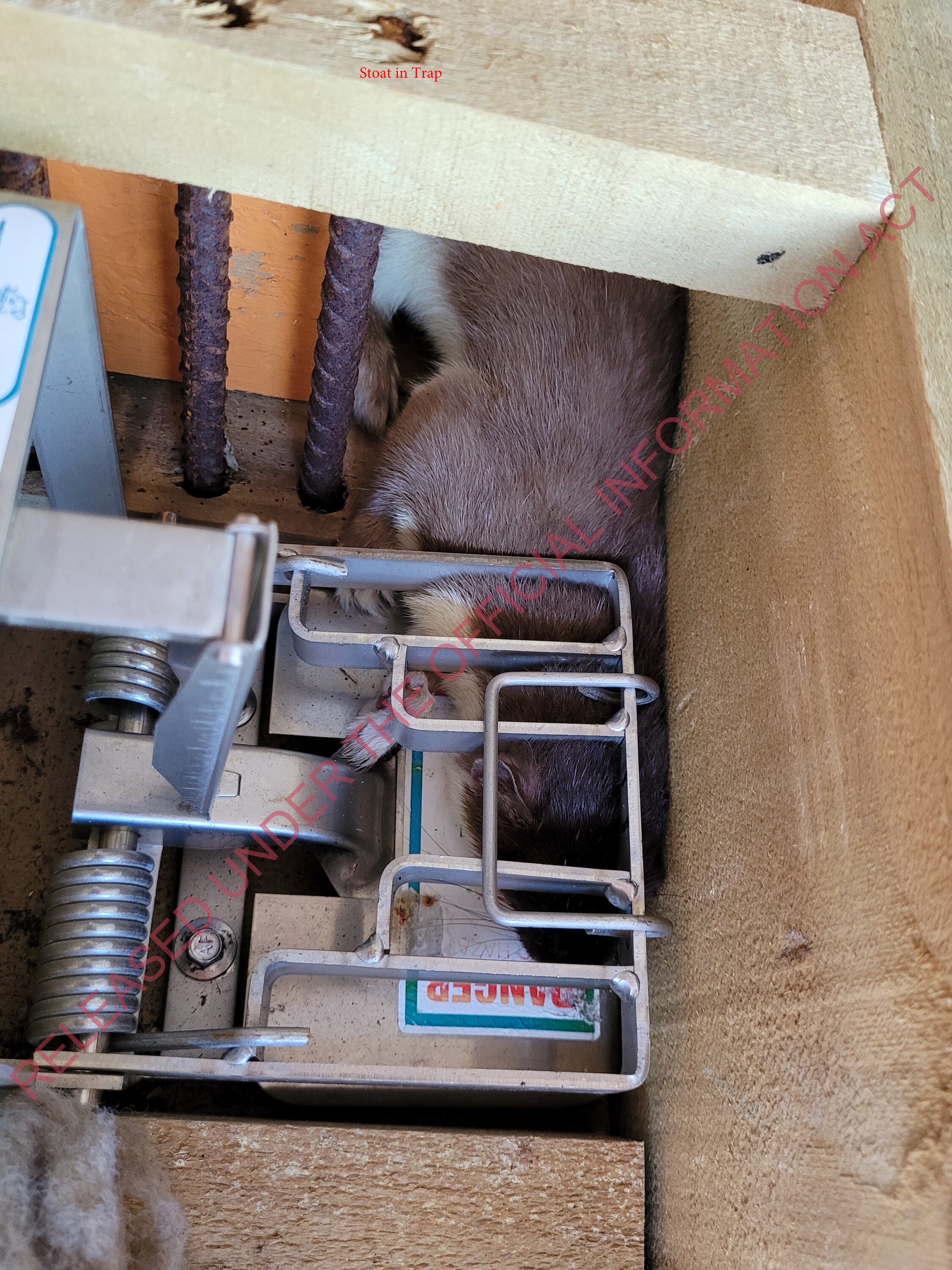 The stoat was eventually found dead in a trap under the solar panels, a favourite play place, right next to the DoC hut on Chalky Island. Photo / DoC