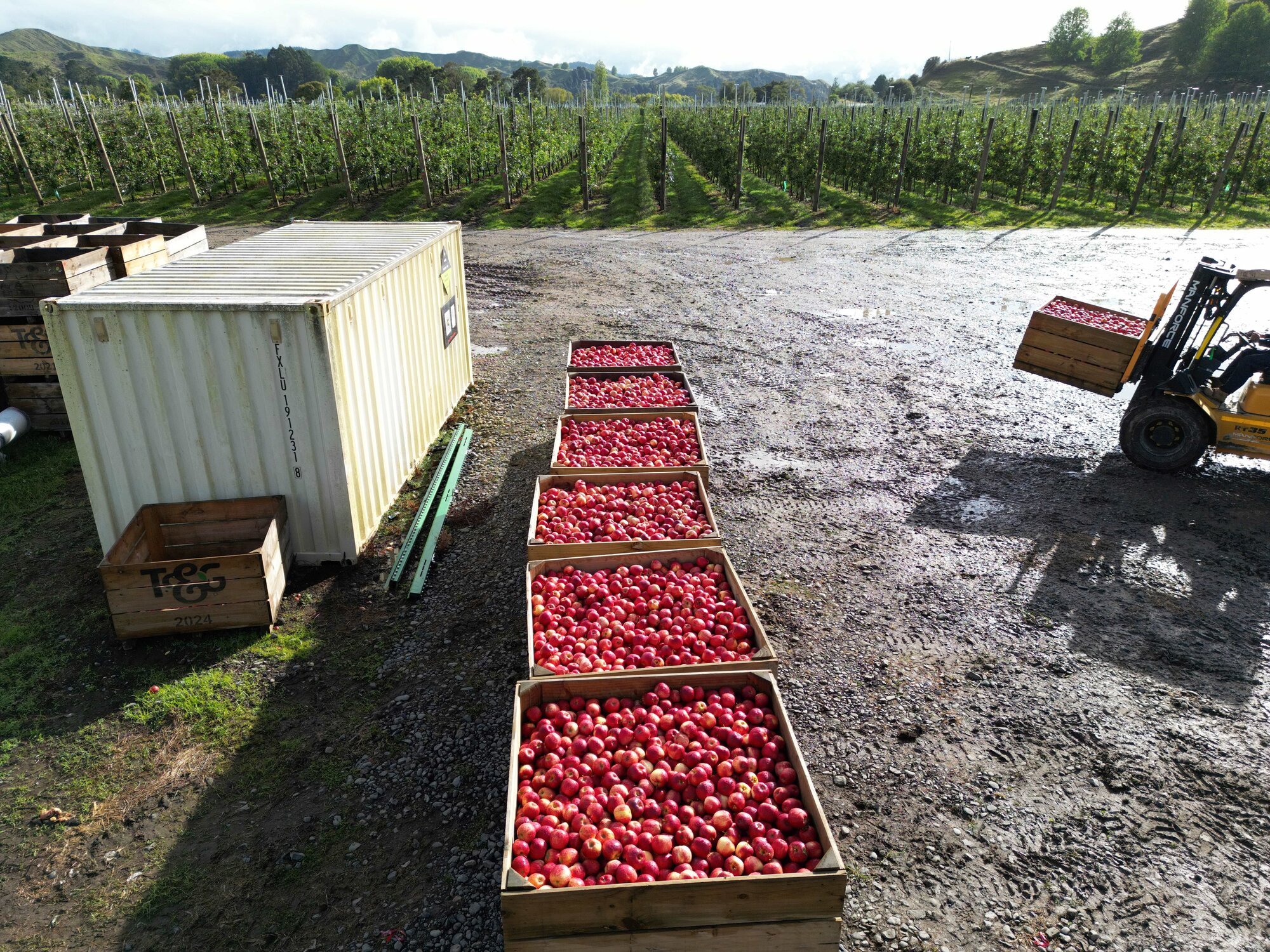  Haumako is at the peak of its Envy export apple harvest.