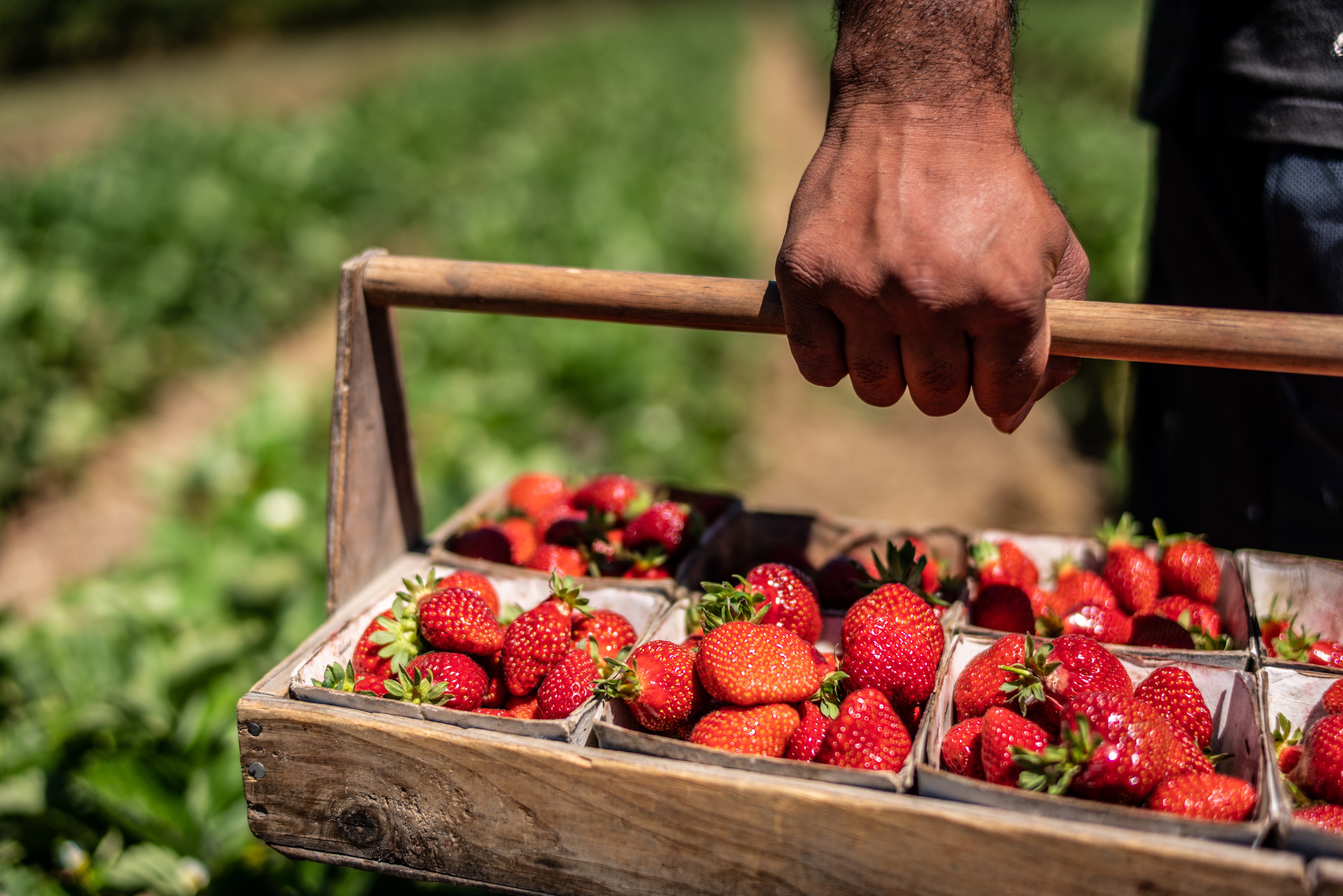 Scott's Strawberries, Hawkes Bay. Photo / Supplied