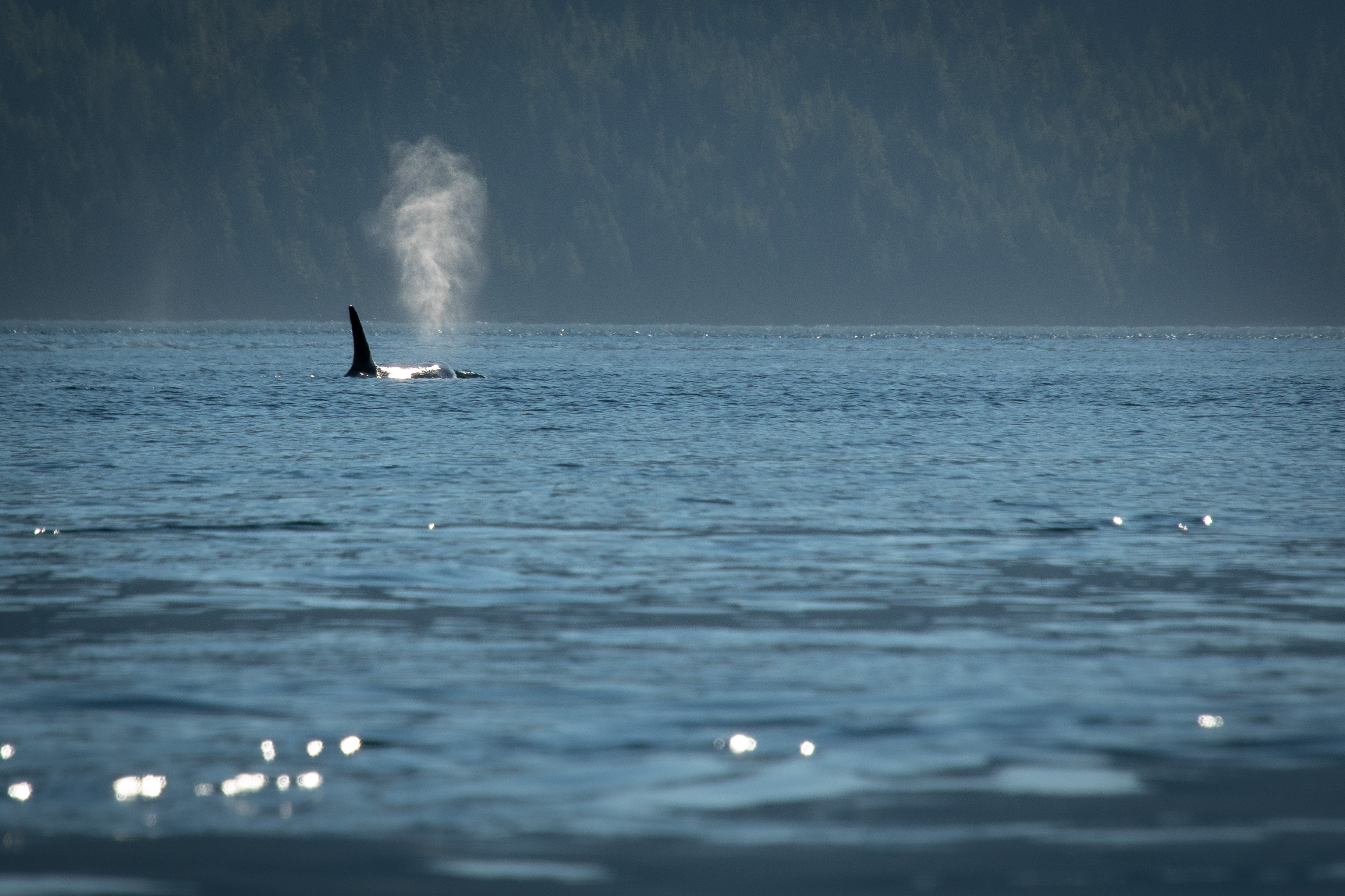 The best whale watching guides can teach you everything you need to know about Orcas. Photo / Spirit of the West Adventures