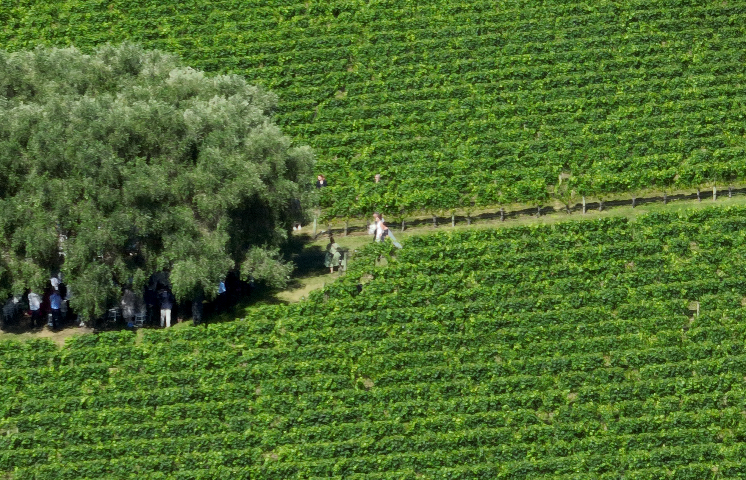 Jacinda Ardern walked down the aisle in the Hawke's Bay vineyard. Photo / George Heard
