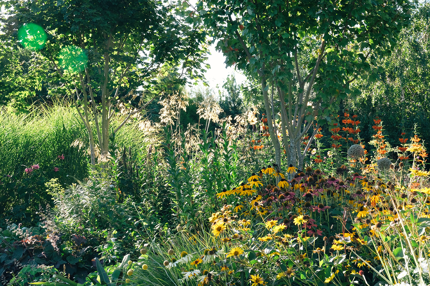 A varied and vibrant mix of tough perennials and grasses. Photo / Julia Atkinson-Dunn