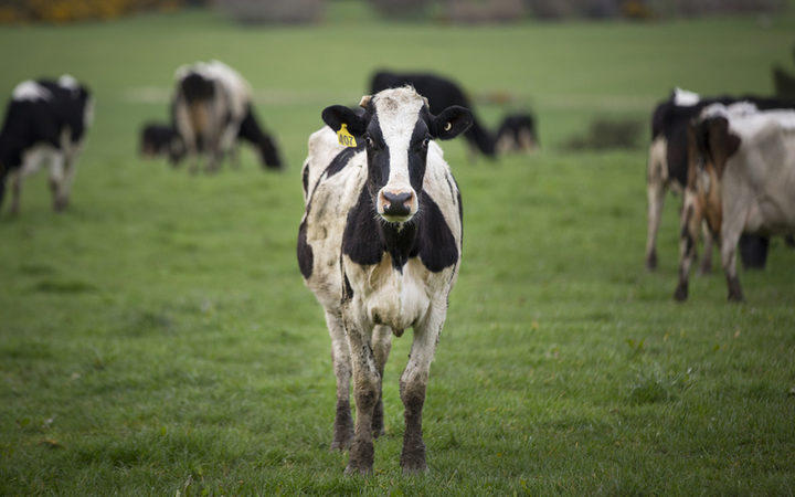 A rural ward and equal seats for Māori and non-Māori are among things proposed by public submitters on the structure of the district council. Photo / NZME