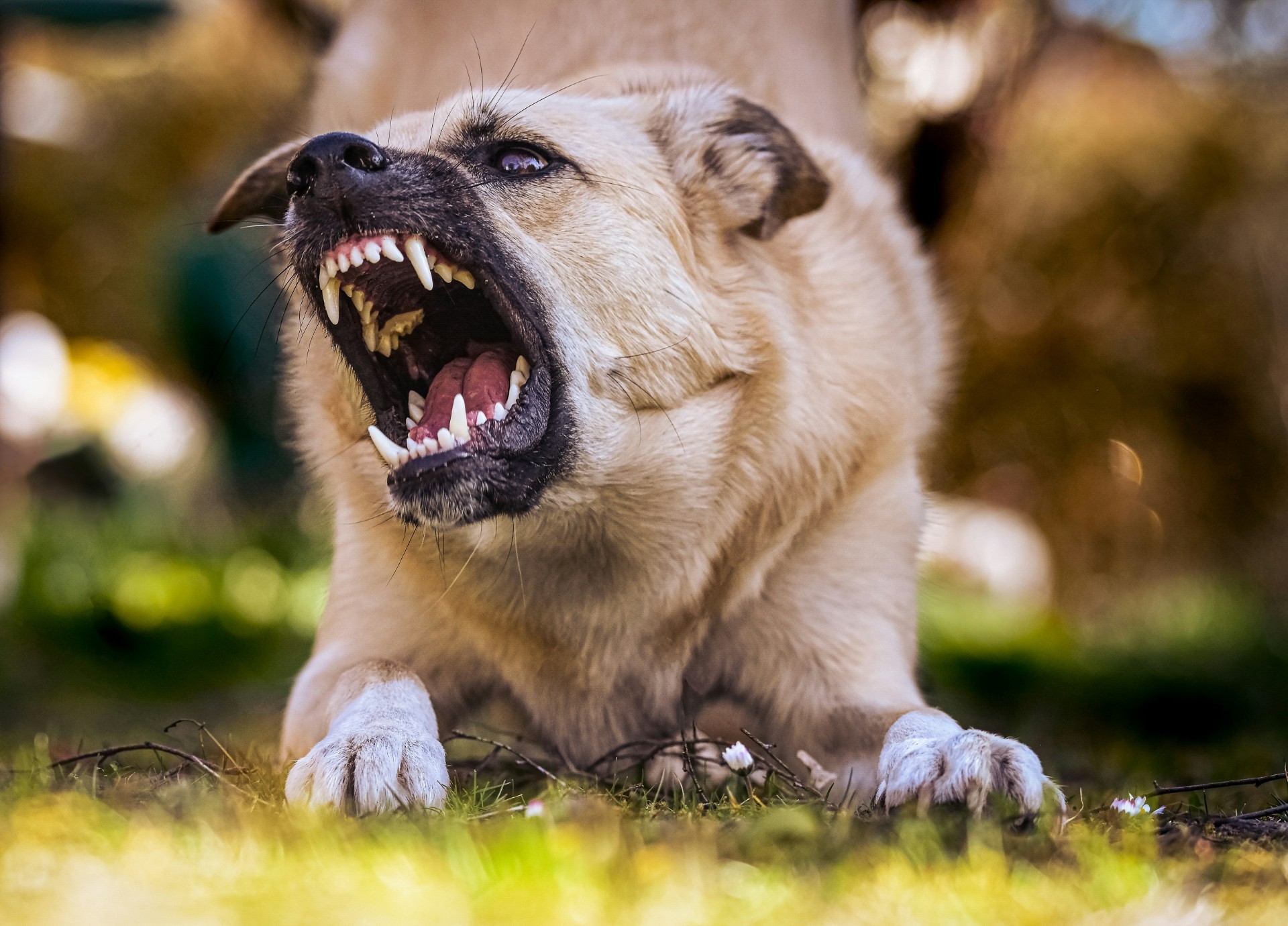 A surge in undesexed and roaming dogs is putting Aucklanders at significant risk. Photo / Supplied stock image from Auckland Council
