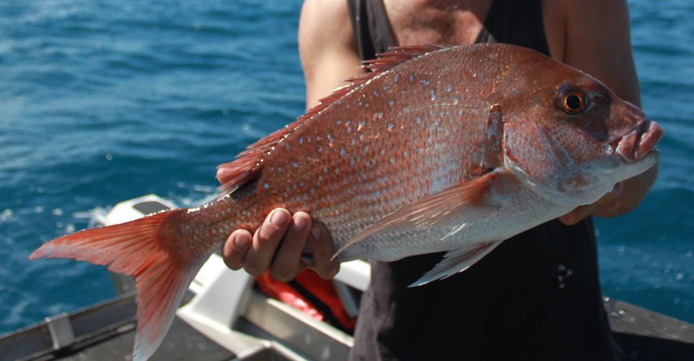 Surfer bags 11kg snapper with bare hands while on the water - NZ Herald