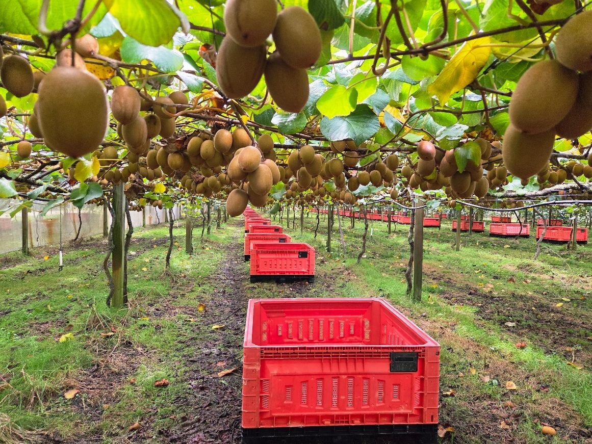 Kiwifruit exports have been strong. 