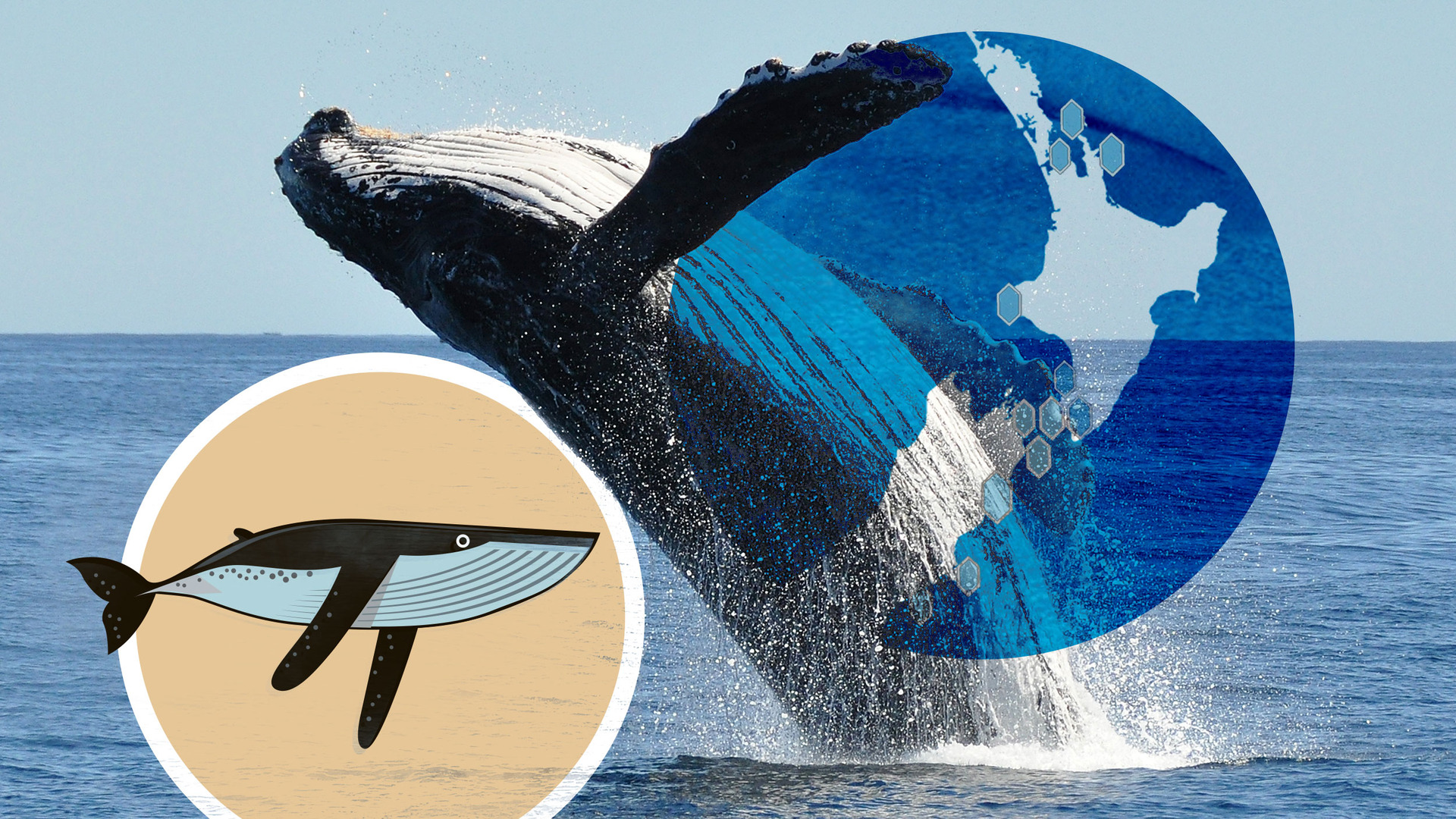 Humpback: Where to find the gentle giants in New Zealand's coastal waters. Photo / Getty, Supplied