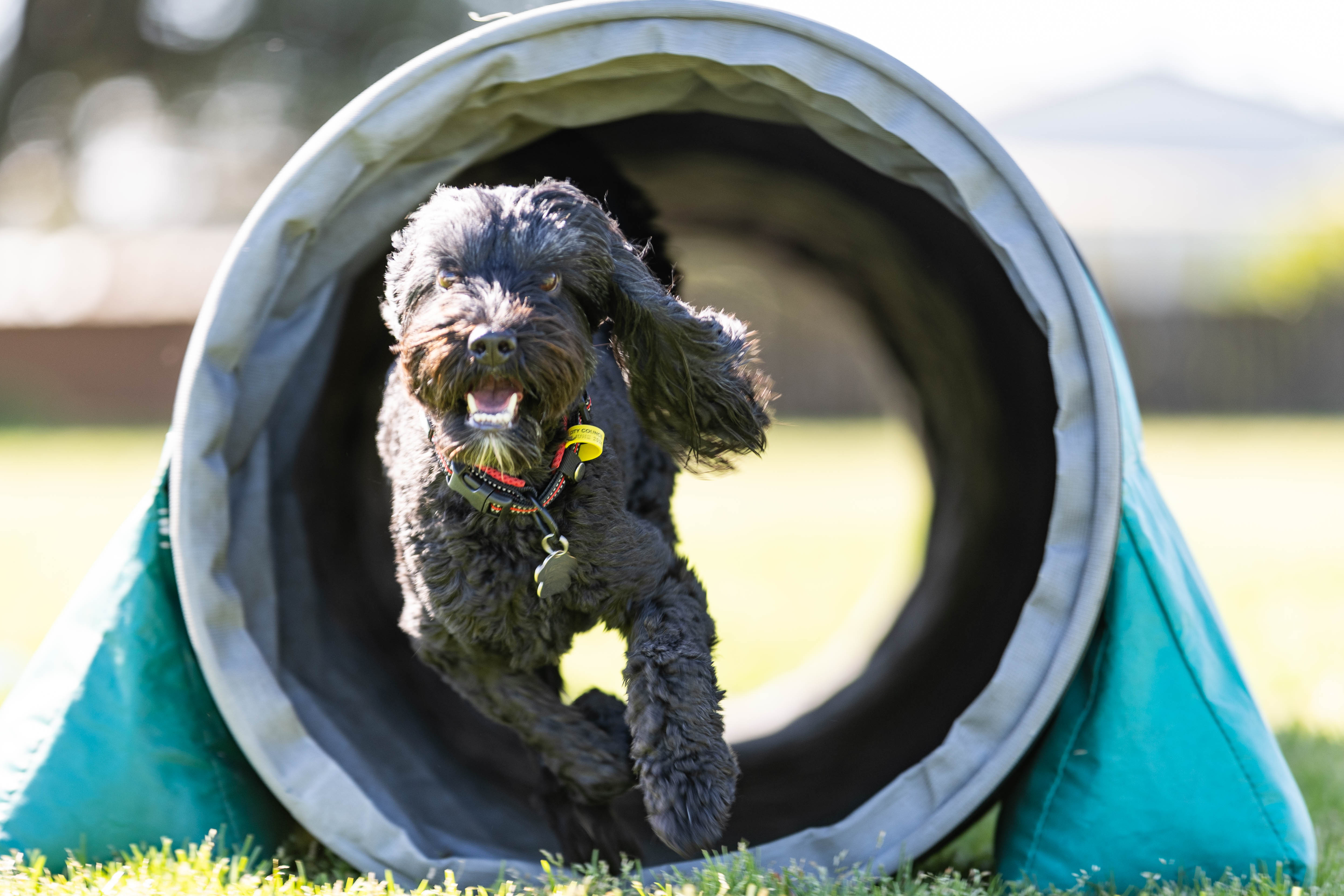 Club committee member David Swinyard’s dog, Lizzie. Photo / Alex Cairns