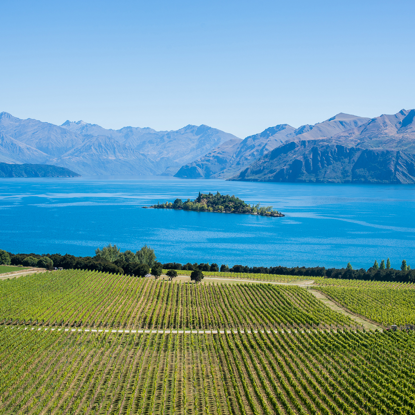 Rippon Vineyard overlooking Lake Wānaka. Photo / Wanaka - NZ