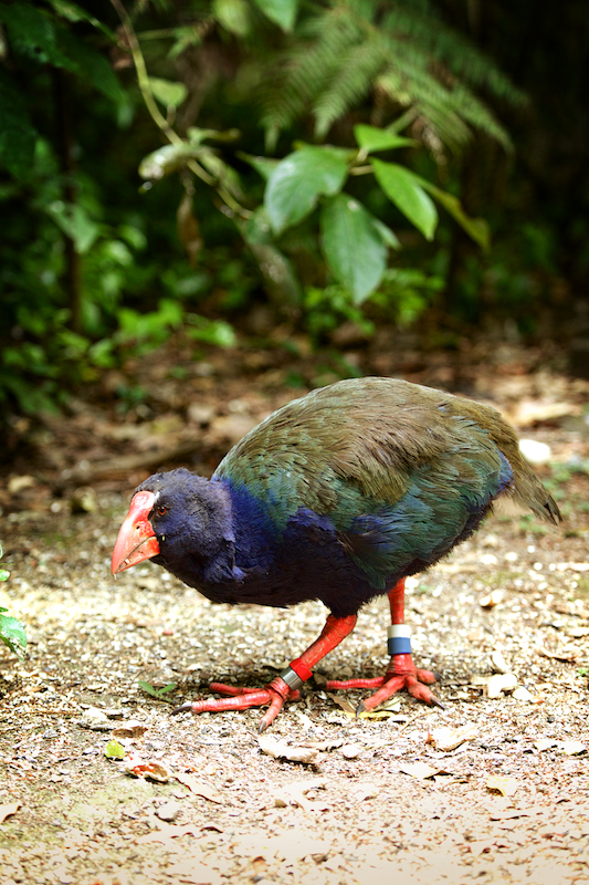 Today, the maunga is one of the largest areas in the world to be protected by a pest proof fence; pictured is a native takahe. Photo / Hamilton and Waikato Tourism 