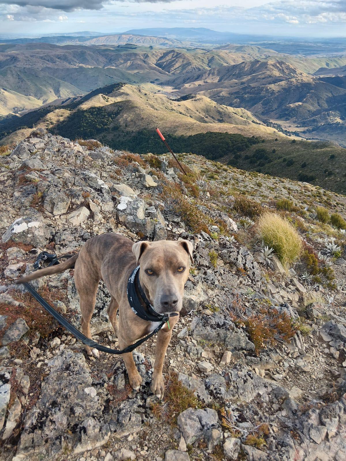 Missy is walking the length of New Zealand with Shane Anderson to raise awareness of the vulnerabilities of veterans.