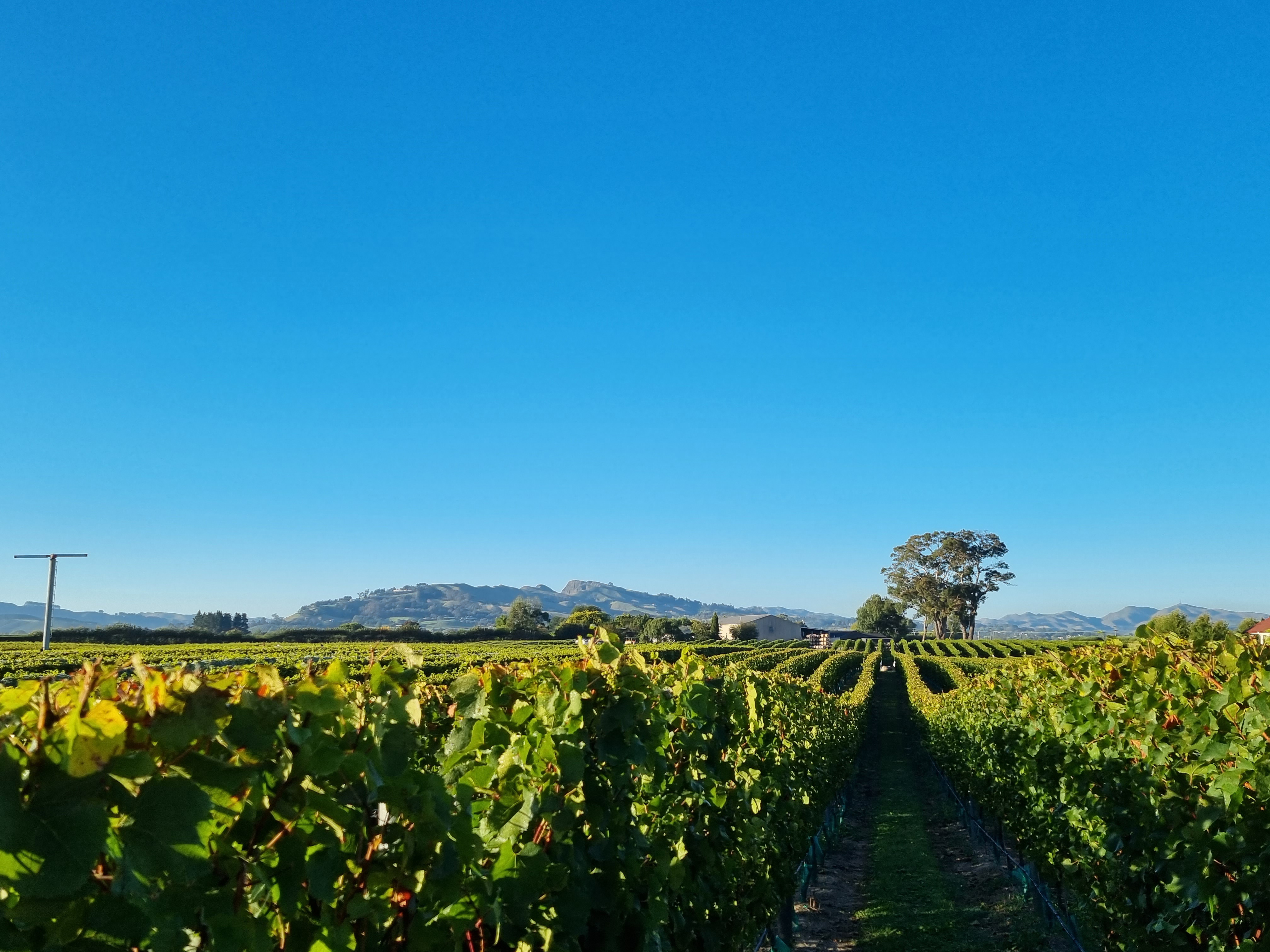Hawke’s Bay’s Askerne Estate. 

