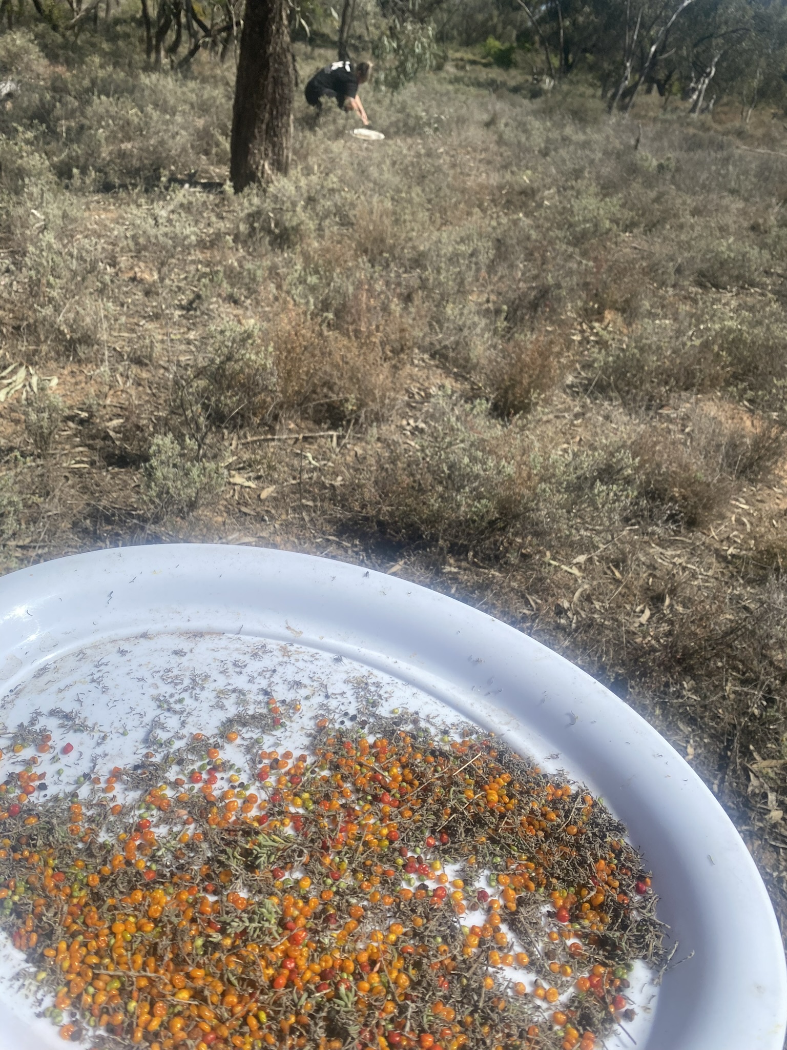 A DTT team out showing this reporter how to collect native seedlings. The yield goes towards local replanting projects, part of DTT's giving back the community that supports it. Photo / Anna Leask