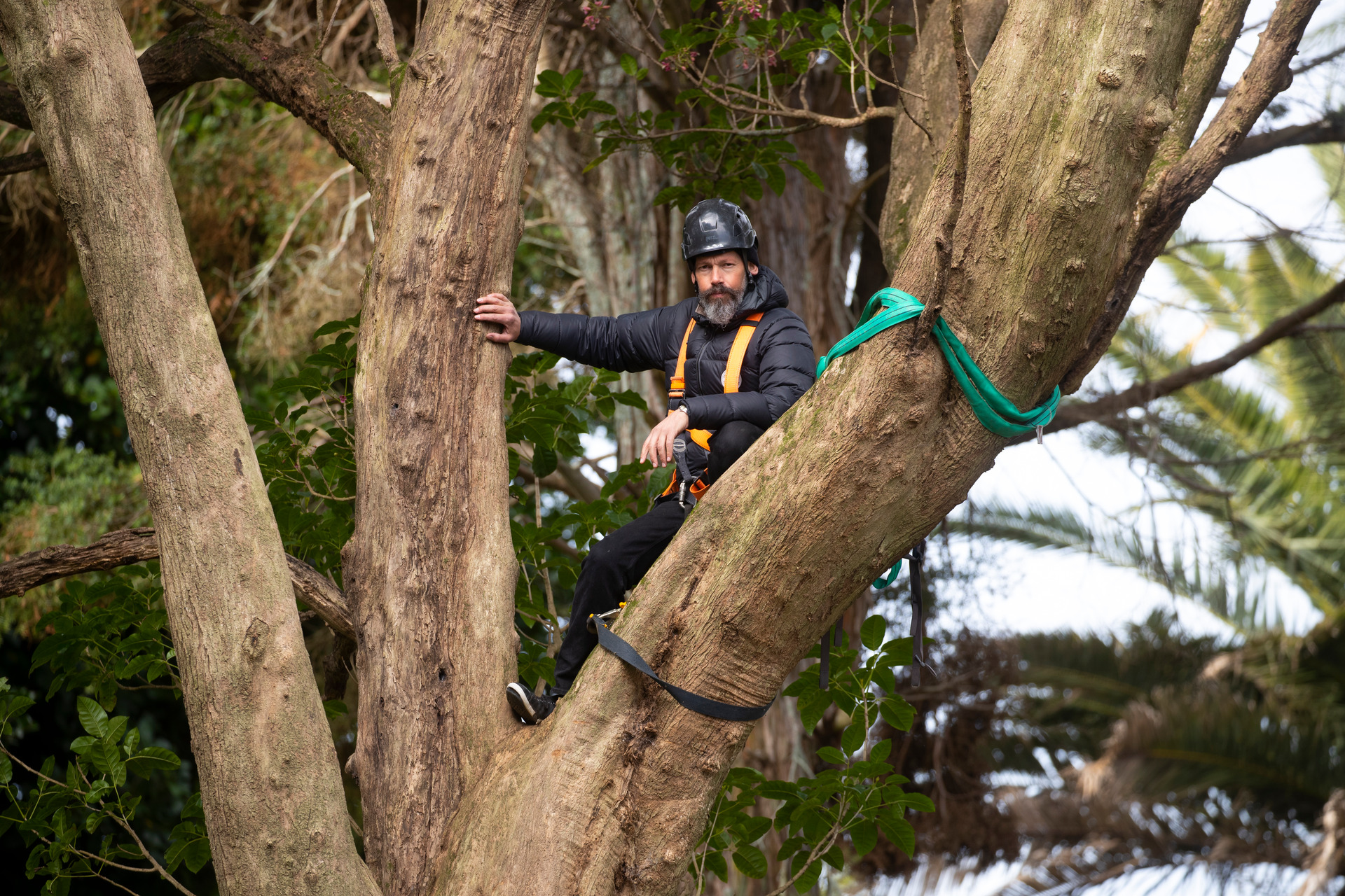 Steve Abel has harnessed himself to a native pūriri tree to save it from being cut down from a property in Avondale, Auckland. Photo / Brett Phibbs