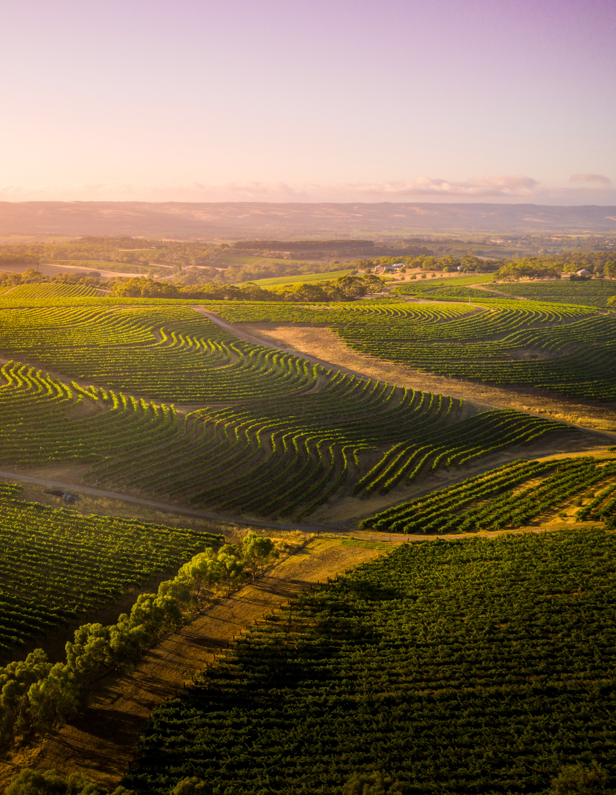 Adelaide’s world-renowned McLaren Vale wine region. Photo / Supplied
