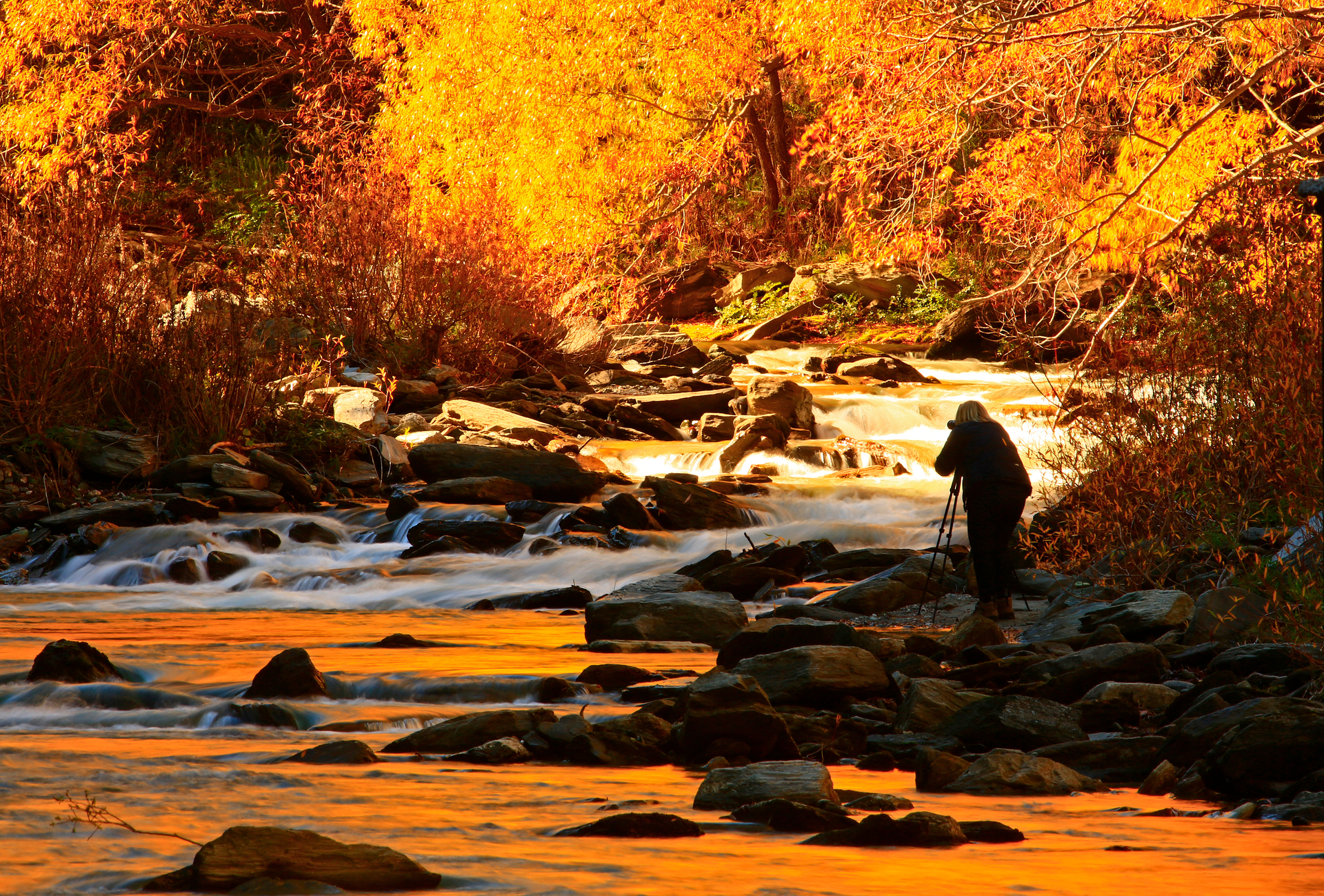 A photographer chasing autumn gold on Queenstown's Arrow River. 