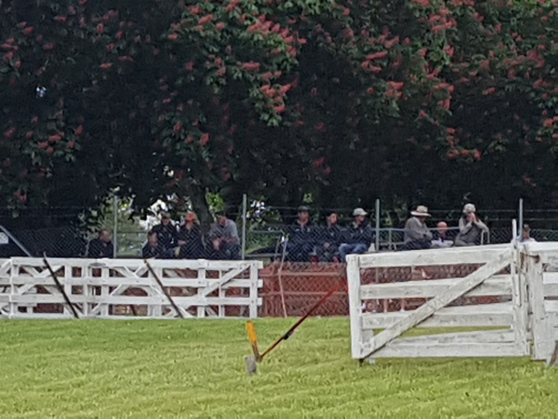 The scene at the sheep dog trials during a quieter-than-usual Hawke's Bay A and P Show last year. Photo / File
