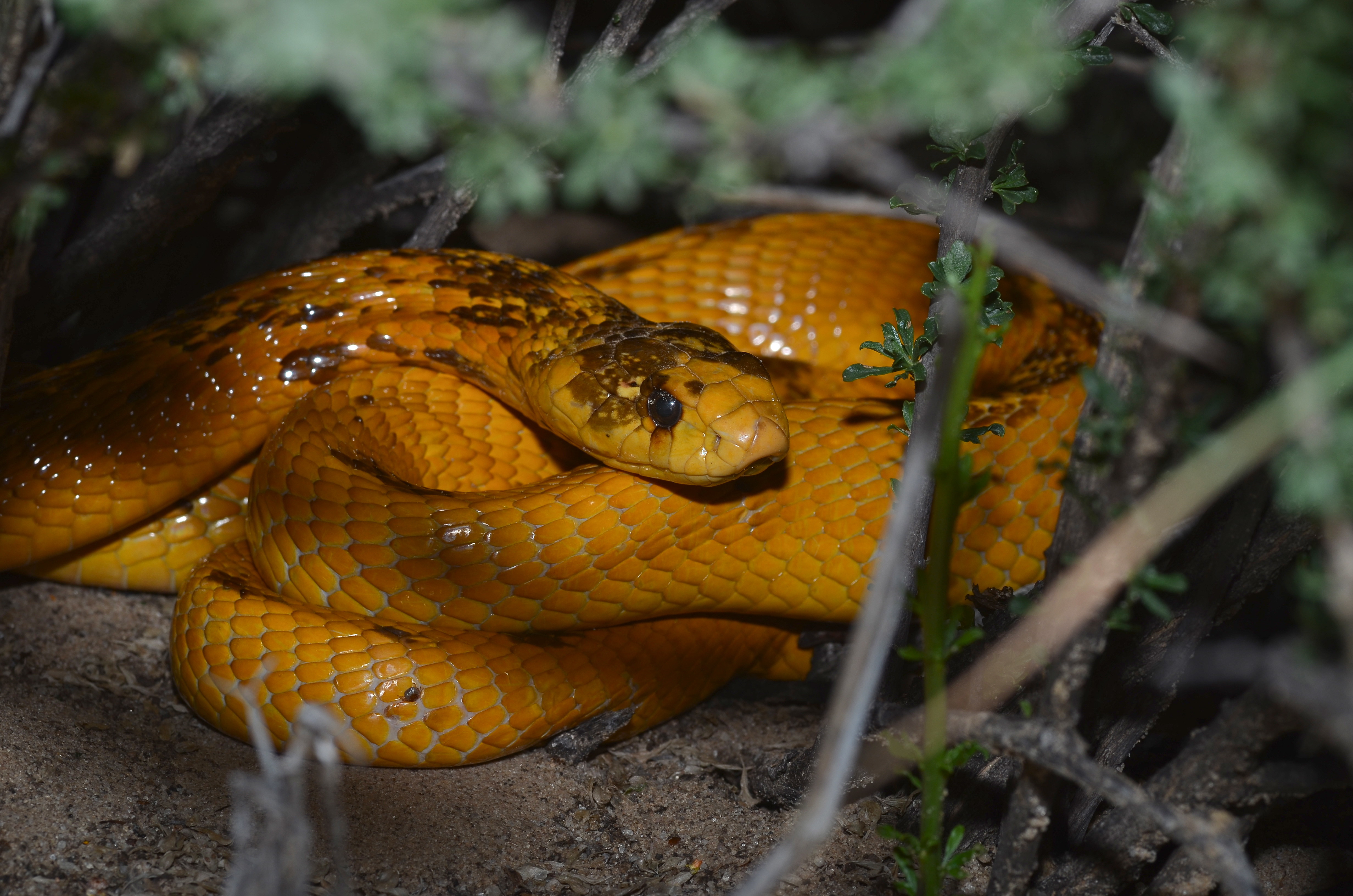 Venomous Cobra in Plane Forces South African Pilot to Make