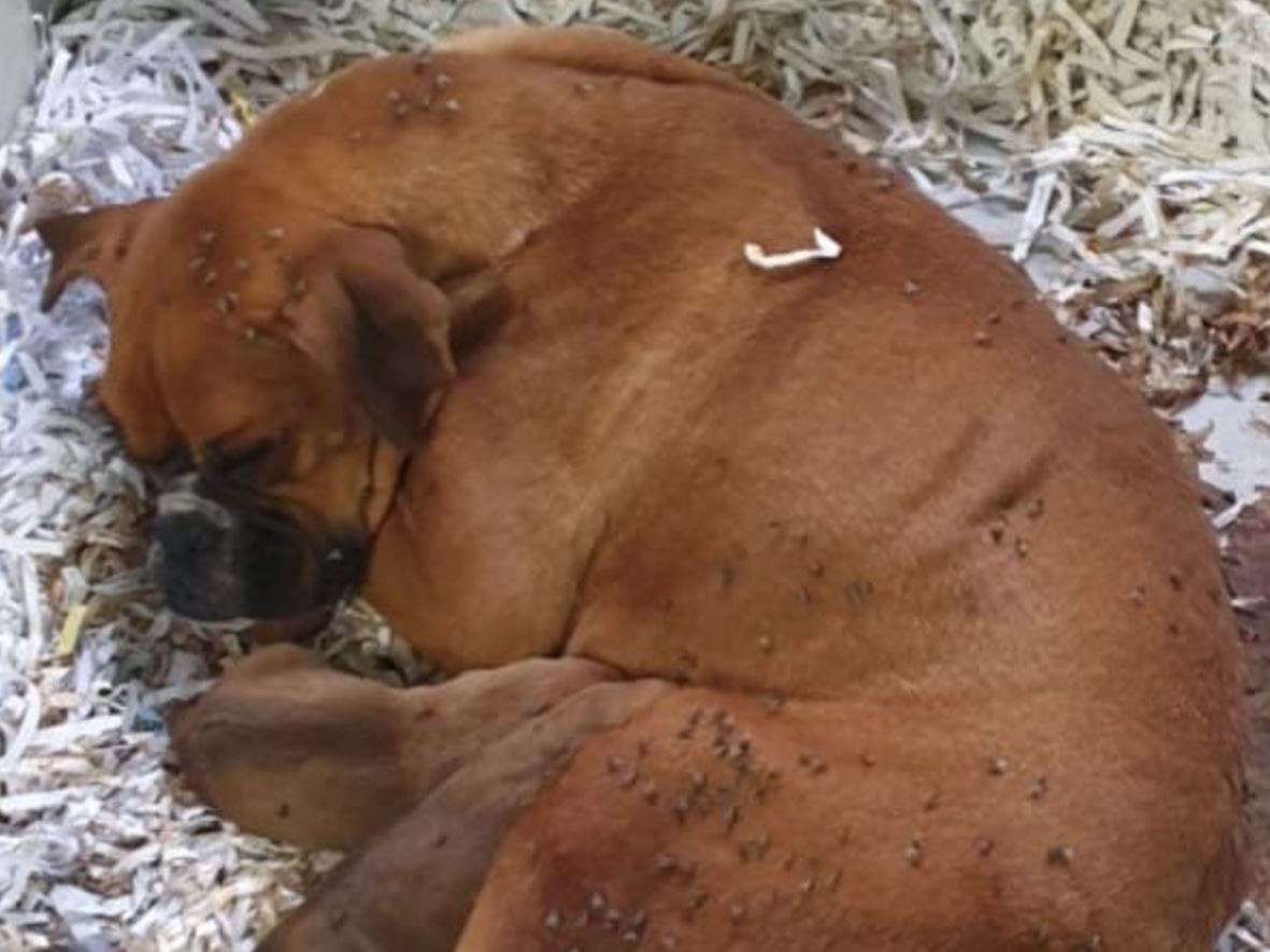 Pregnant boxer dog store week by week