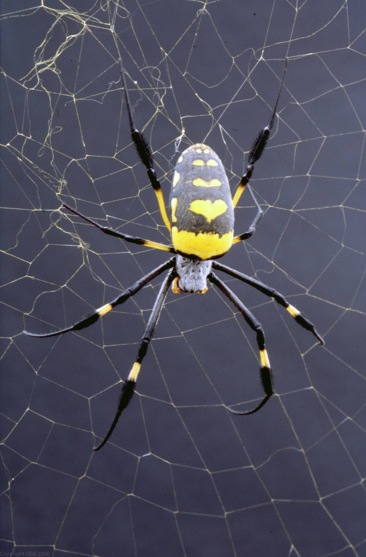 GW Researcher Explains How Seven Spiders Spin Webs of Entrapment