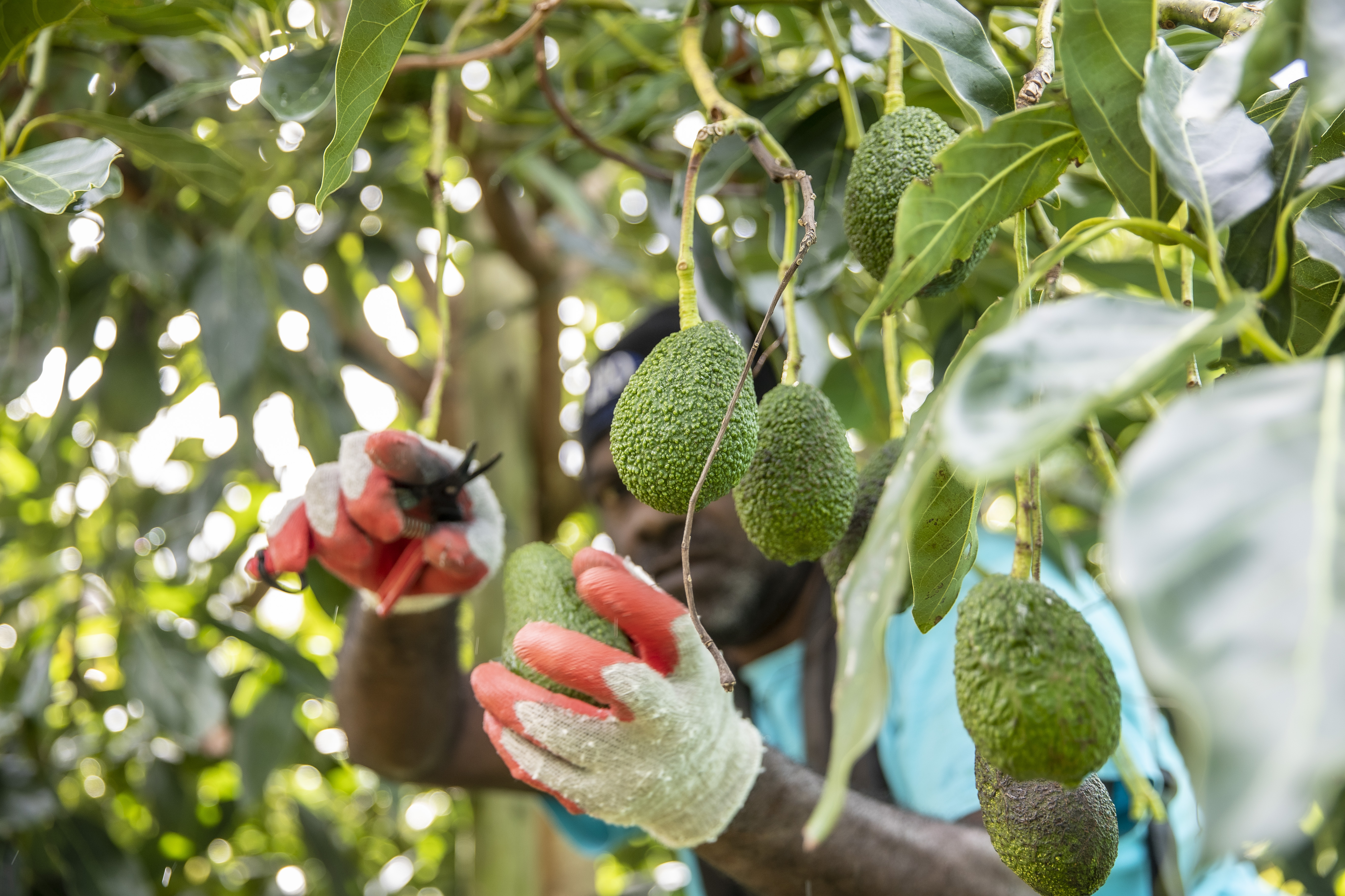 Snipping fruit from just one of the 40,000 trees growing at Harbour Edge Avocados. Photo / Michael Craig


