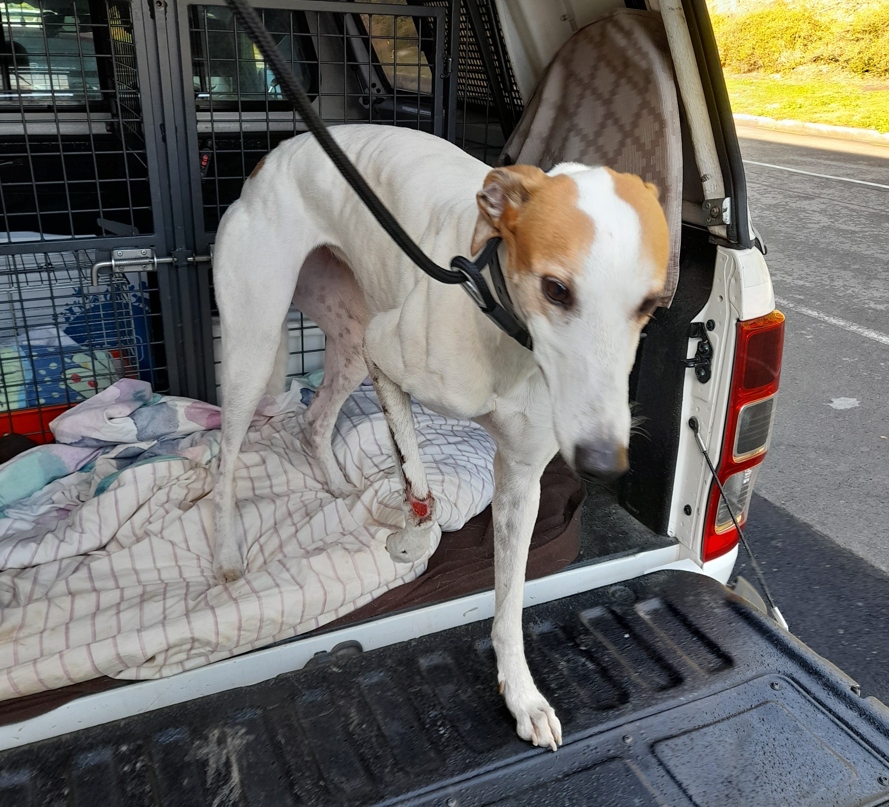 Whippy the greyhound was found with a red-raw leg that had been untreated for three years. Photo / Supplied