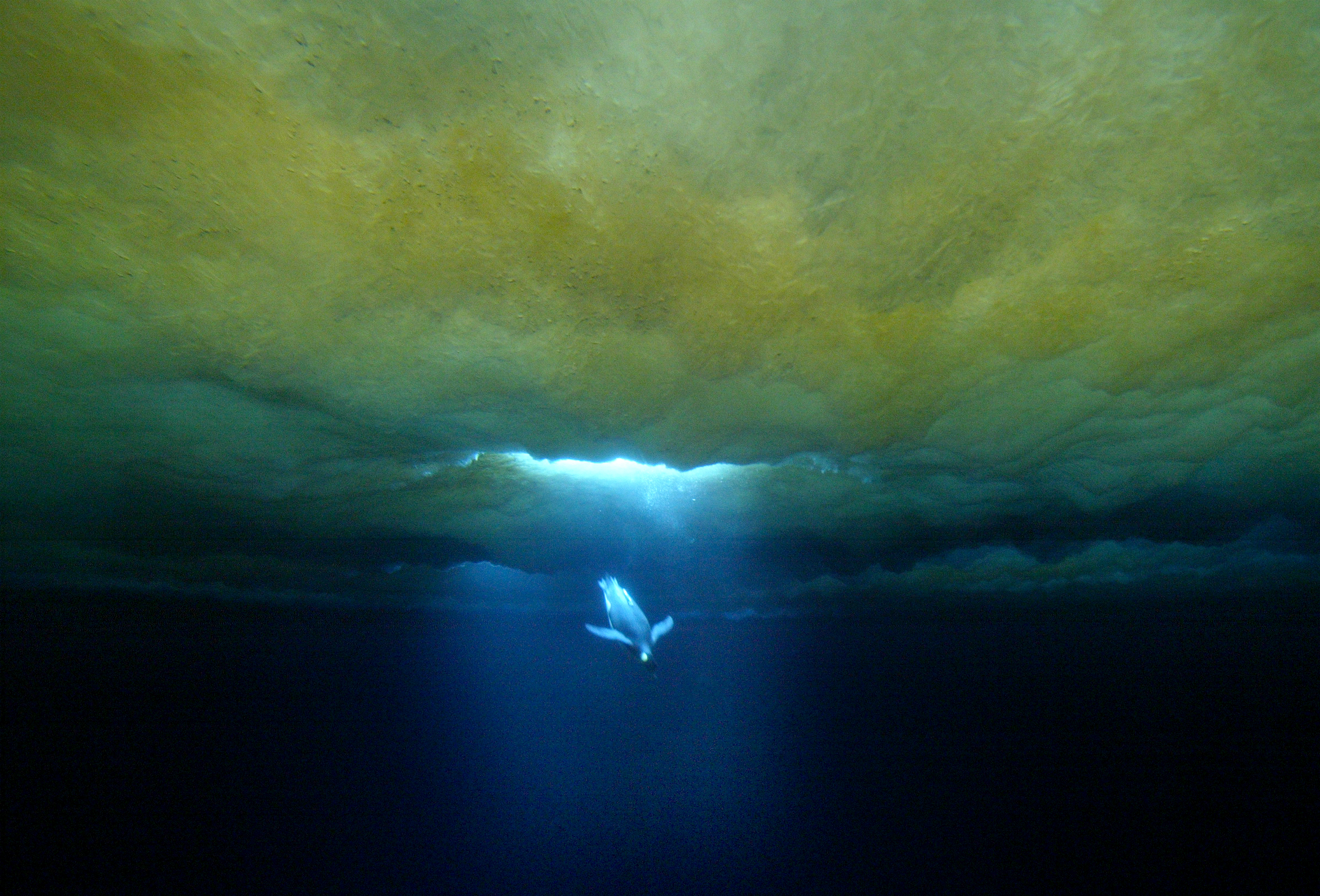 Emperor penguins - pictured here diving for krill - are dependent on stable sea ice. Photo / Mark Mitchell