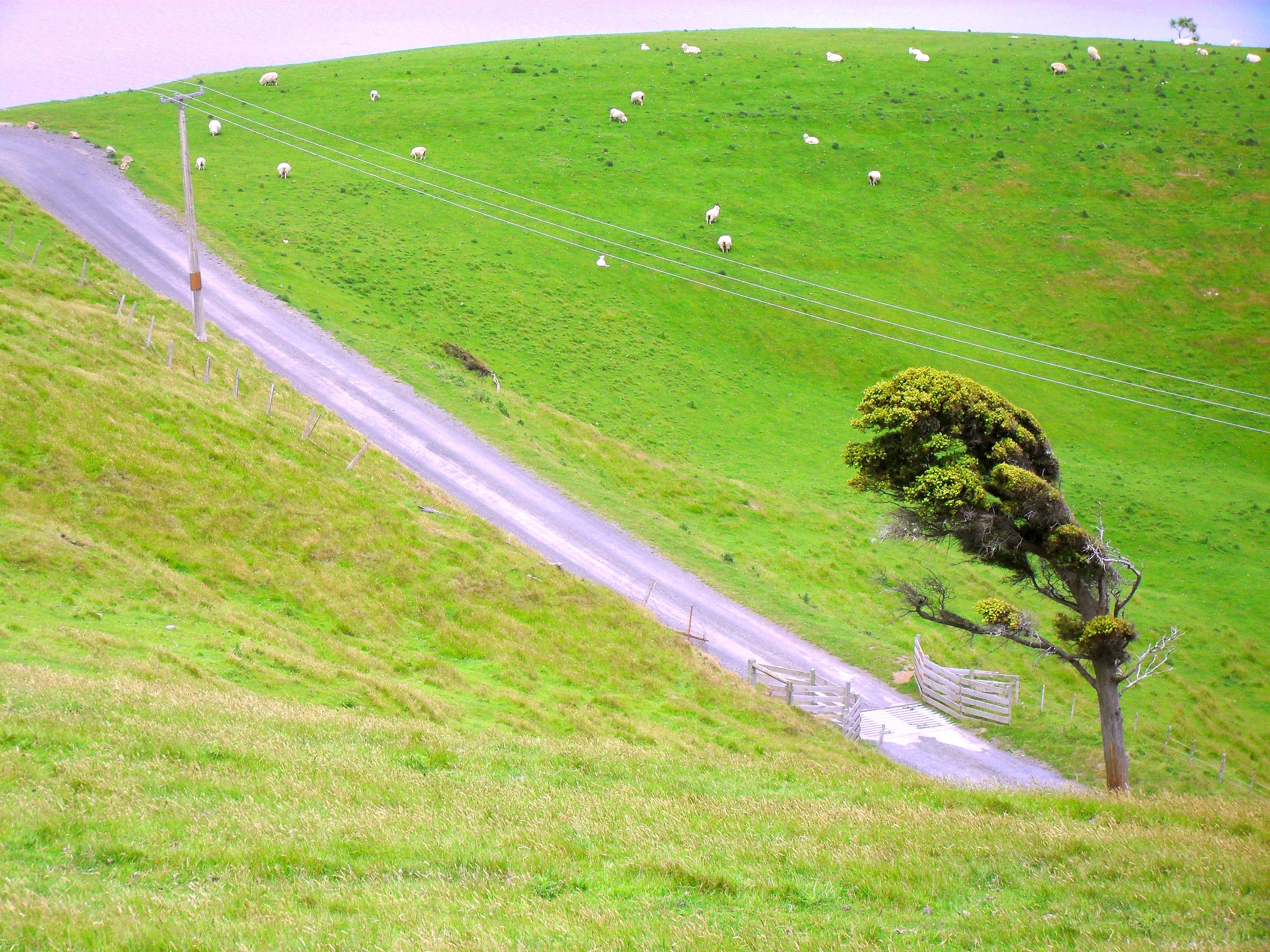 Portobello Peninsula, near Dunedin. Photo / Mr Thinktank