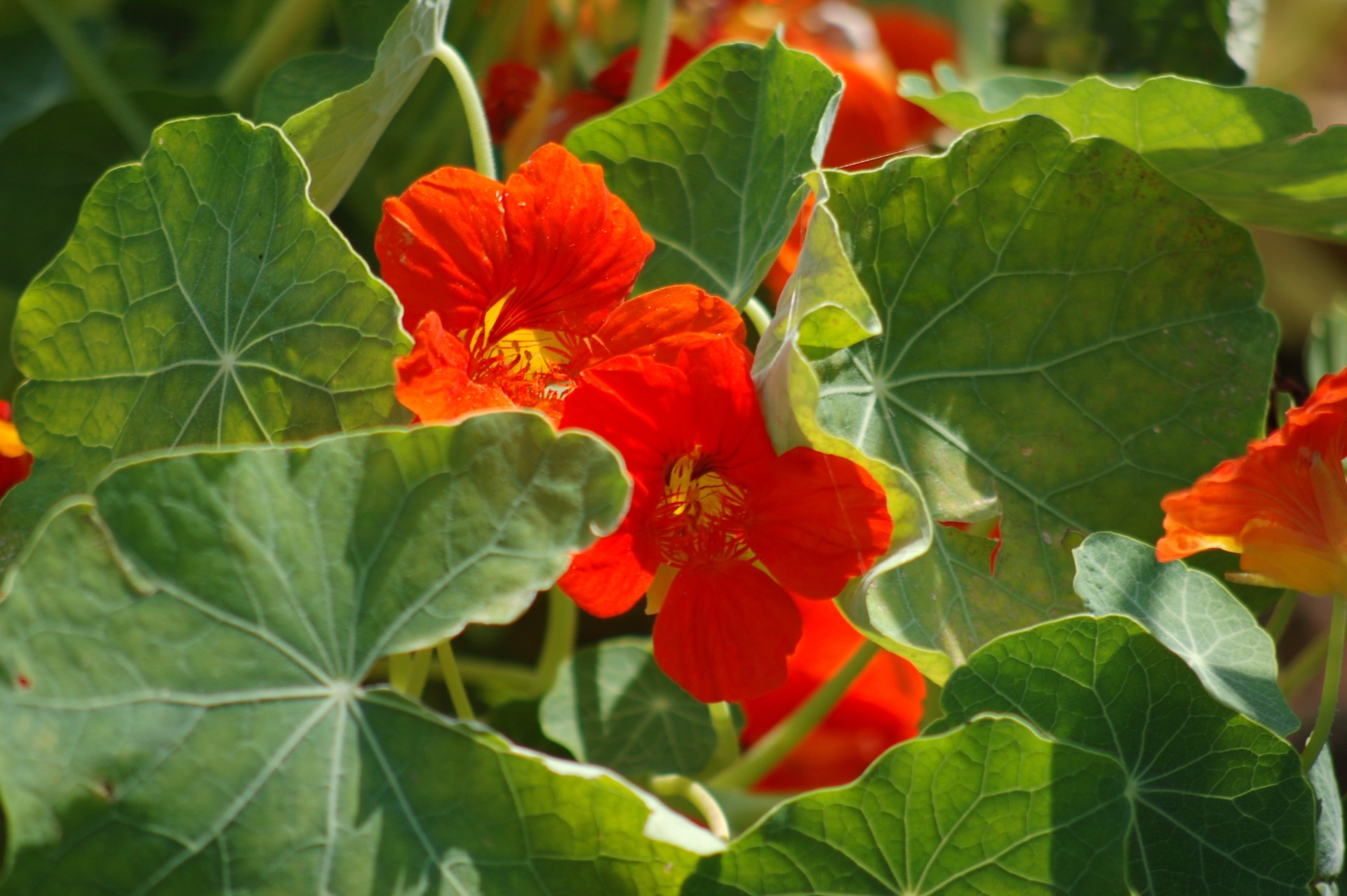Nasturtiums are an easy flower to grow and you can eat both the flowers and the leaves.