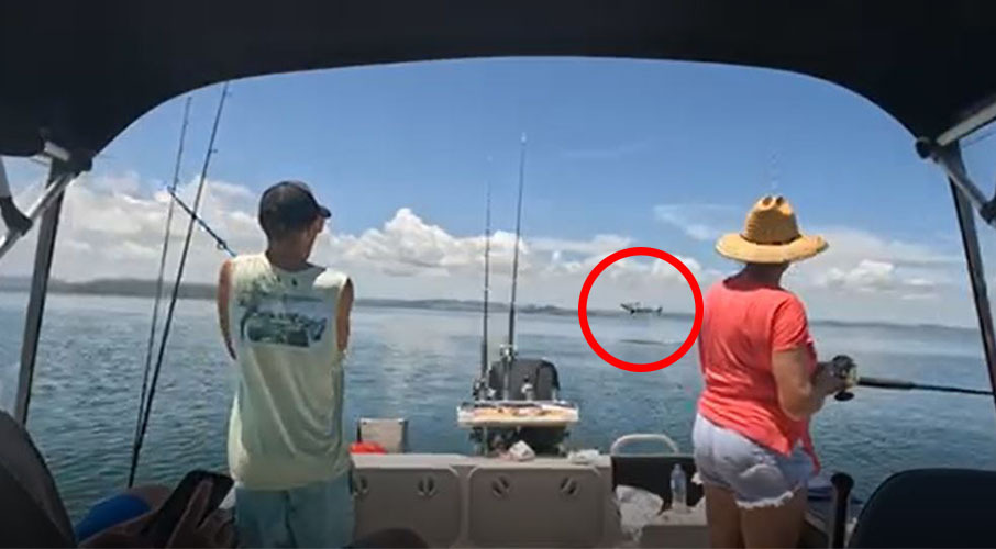 Rare footage has emerged of great white shark jumping out of the water on the Kaipara Harbour. Photo / Jason Bragg