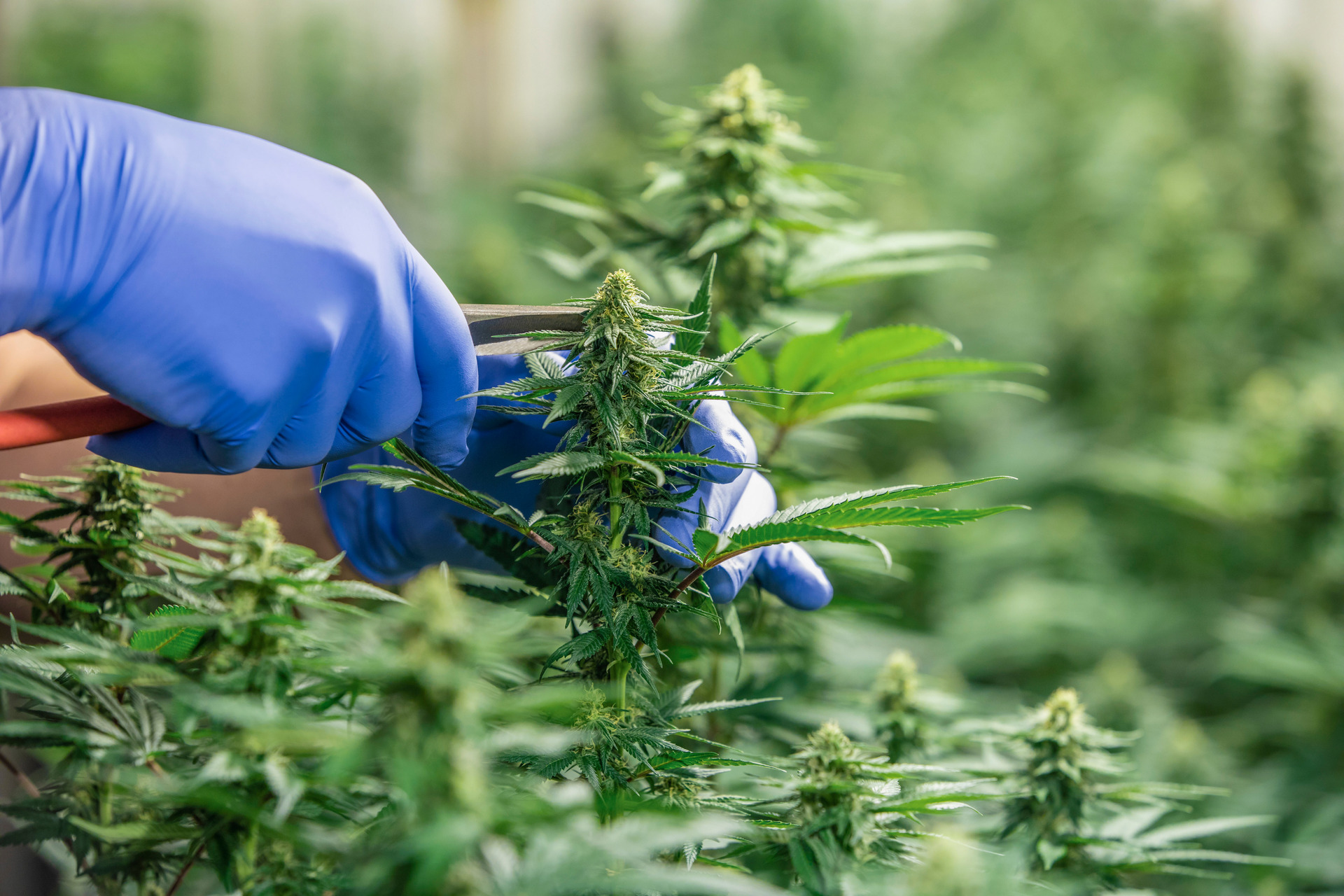 The Government wants legal medicinal cannabis to be accessible and affordable to those who need it. That's not happening at the moment. Photo / Supplied