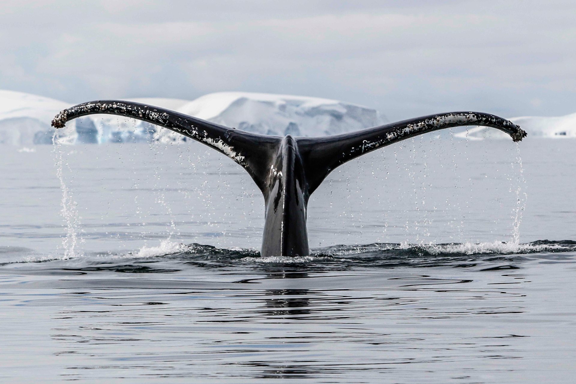 Scientists have sounded alarm over “cascades” of recent extreme events in Antarctica – raising an urgent need to understand how climate change is affecting the frozen continent. Photo / Jocelyn Pride