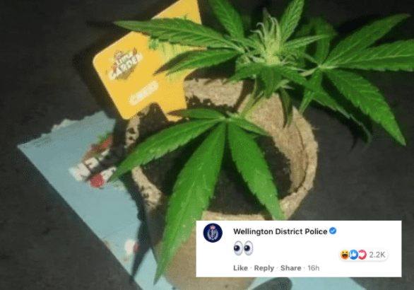 A Facebook user showed off his pot plant. It did not go unnoticed. Photo / Facebook