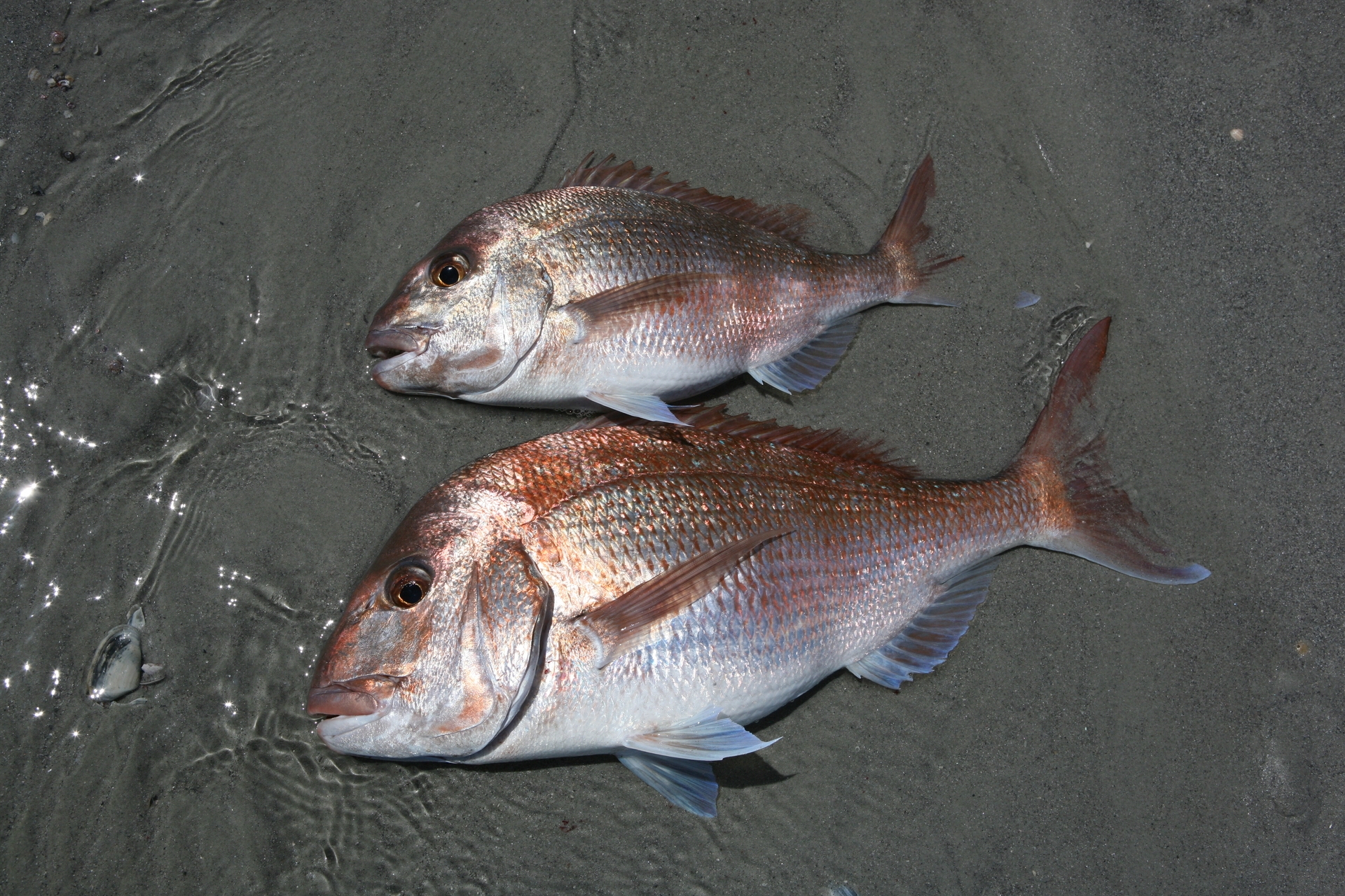 Nz snapper deals