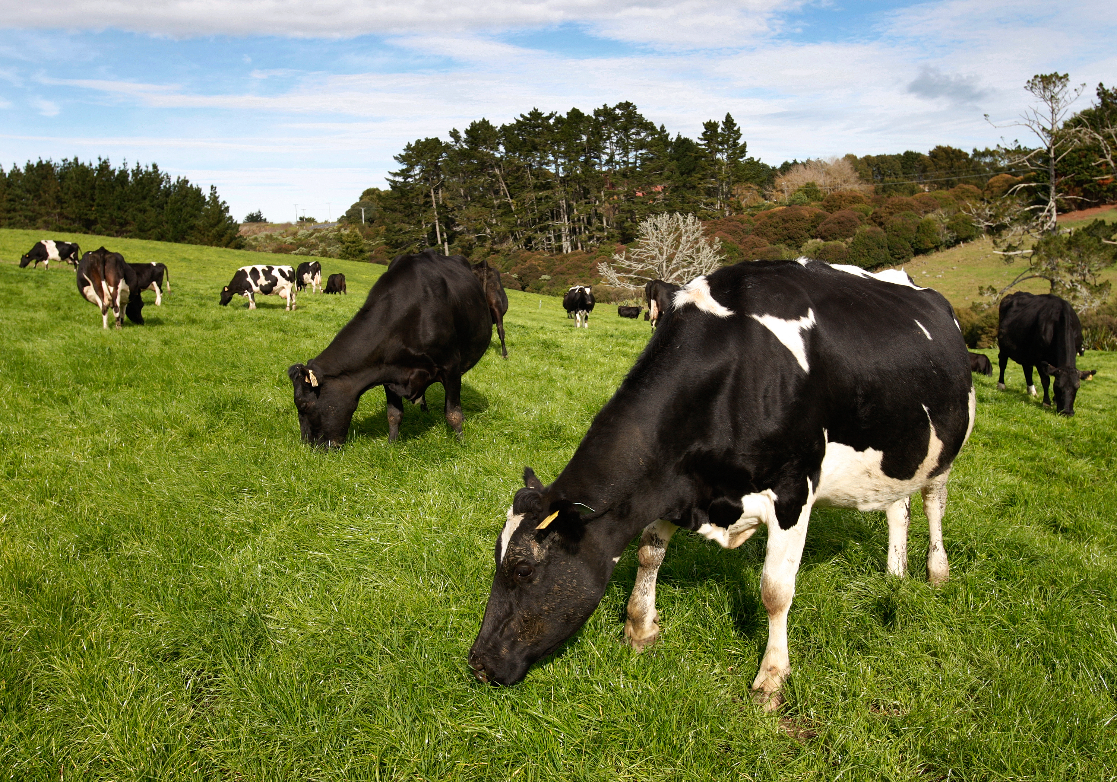 Prices are up 1.6 per cent across the board in the latest Global Dairy Trade auction.