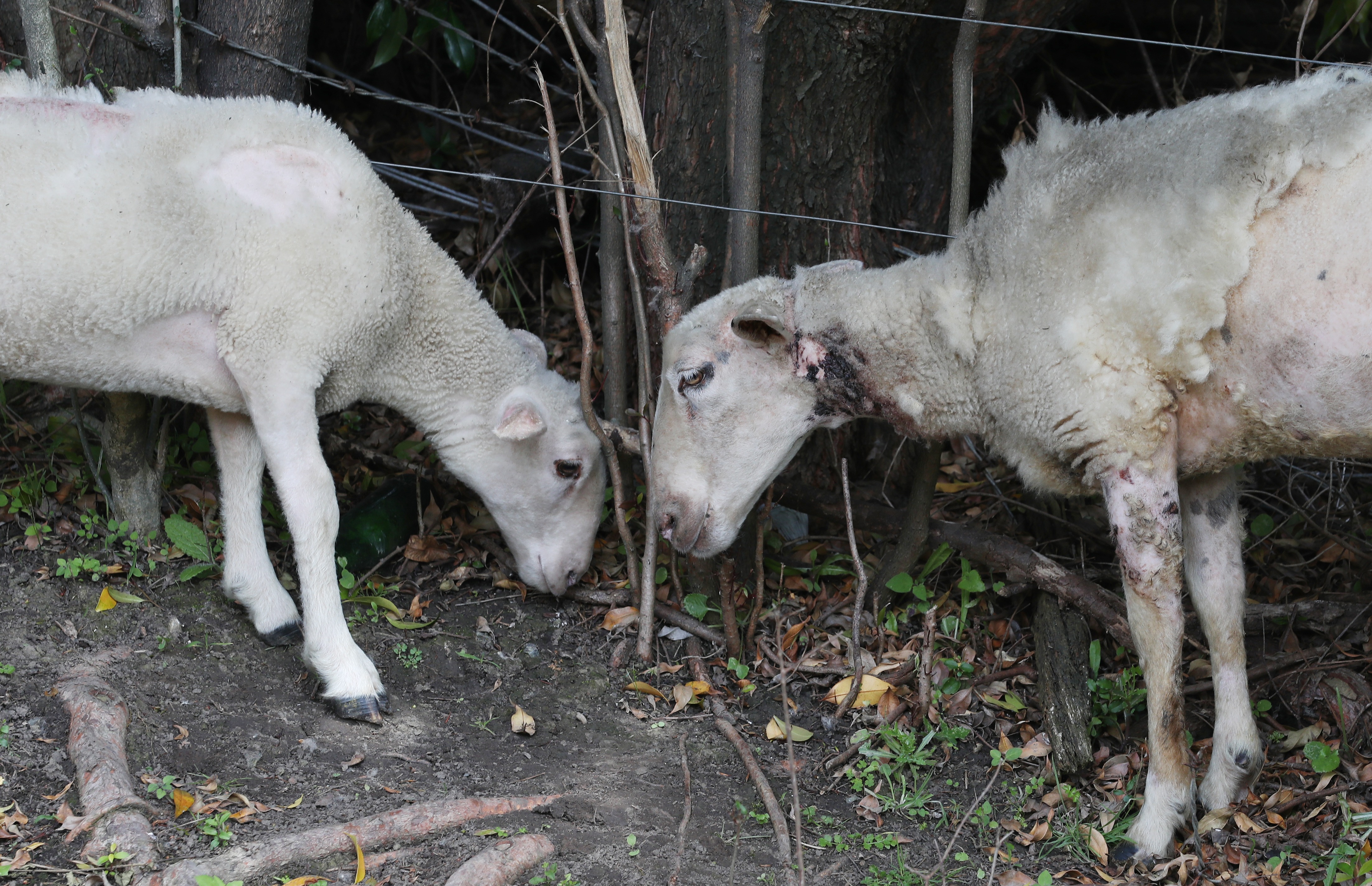 Kim Booth says their surviving sheep are still recovering from the injuries sustained during the dog attacks. Photo / Michael Cunningham