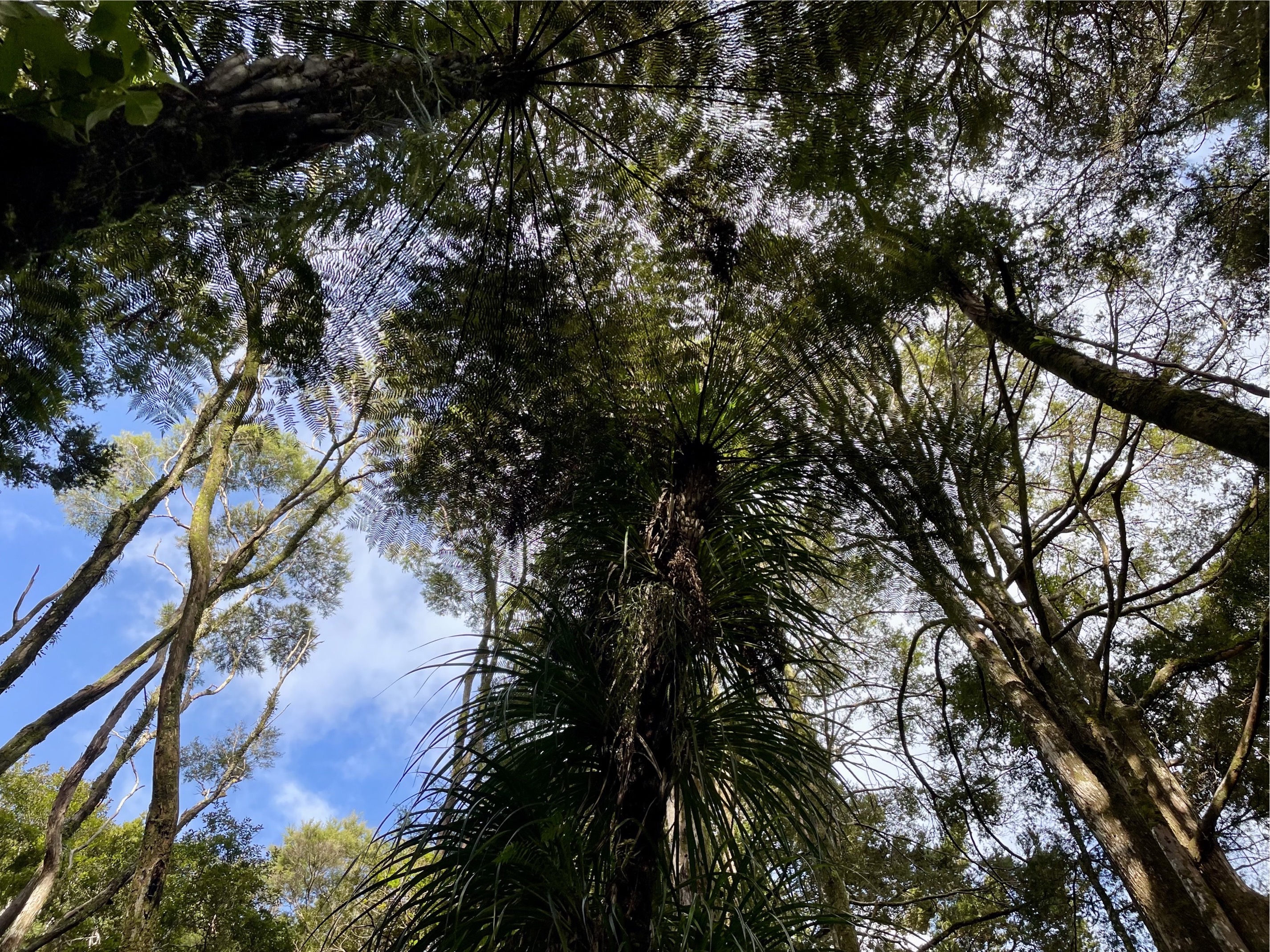 “Just a few weeks ago, our valley was alive with the sound of kiwi calling. Now there’s silence,” said Brad Windust, founding trustee of Bay Bush Action following the discovery of six dead kiwi in the Ōpua Forest. Photo / Supplied