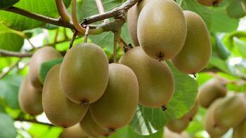 Gold kiwifruit is a global best seller for New Zealand's Zespri. Photo / File