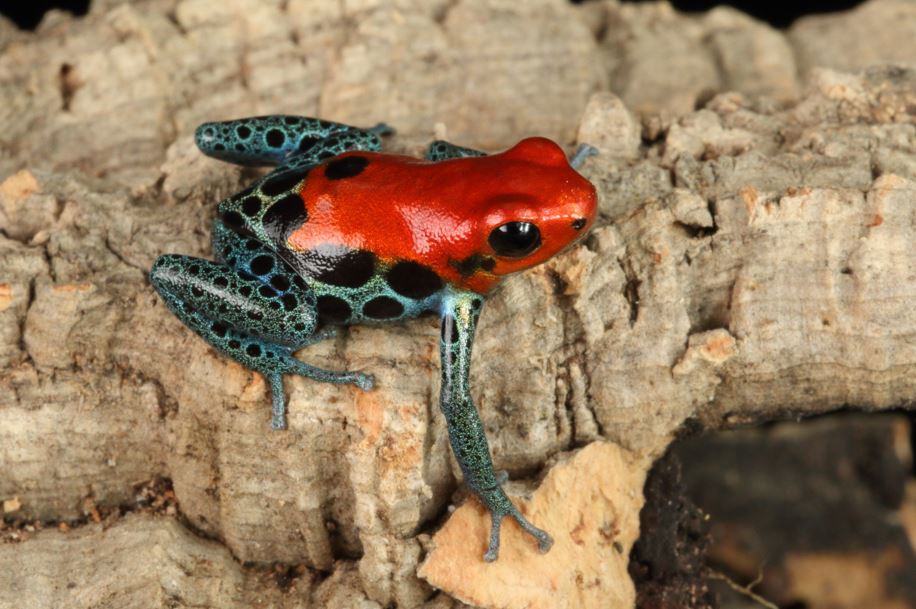 Head off for a night walk to discover tarantulas and poison dart frogs. Photo / Getty Images