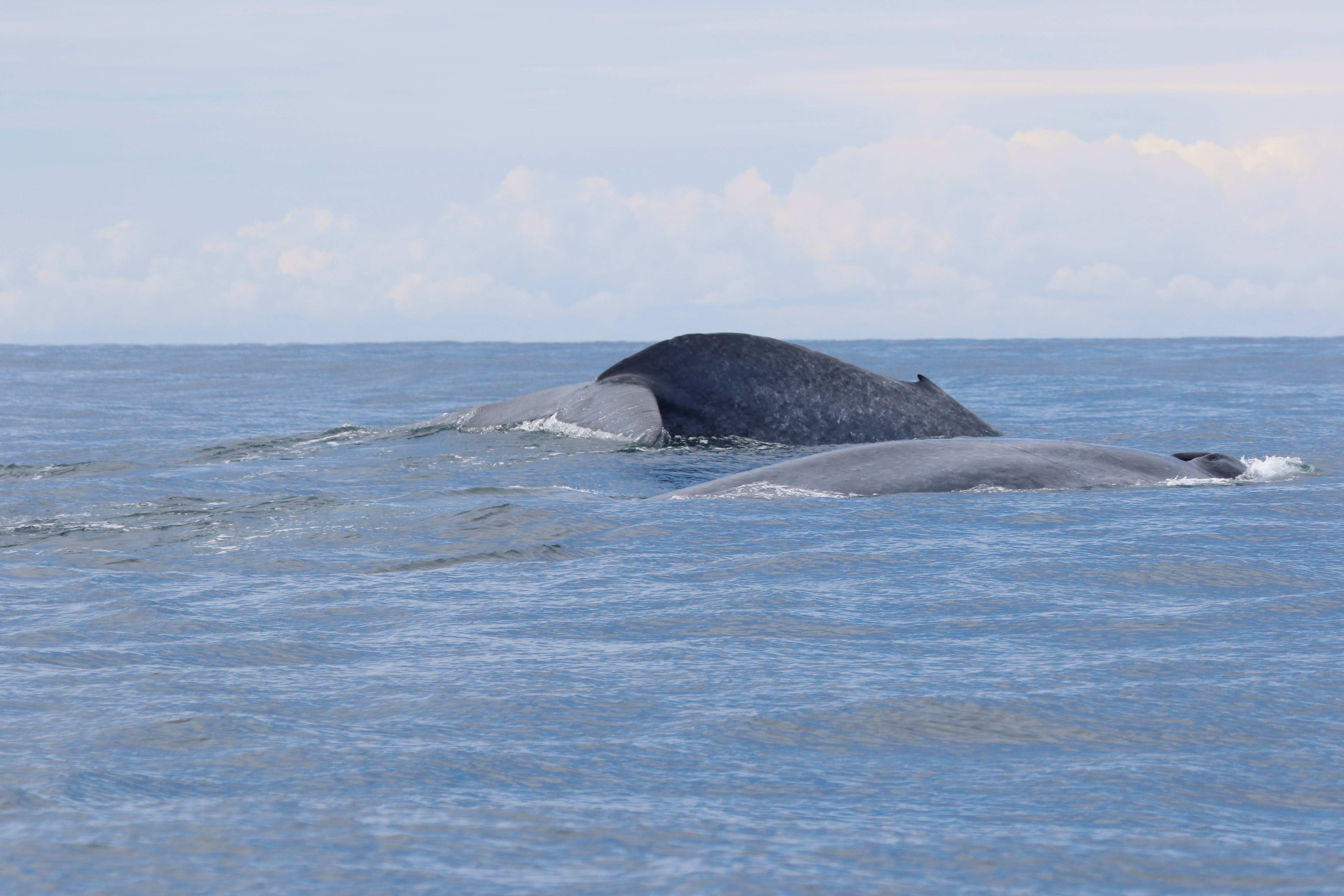 A blue whale mother and calf come up for air in the South Taranaki Bight, with the South Island in view. Photo / Dawn Barlow, Oregon State University